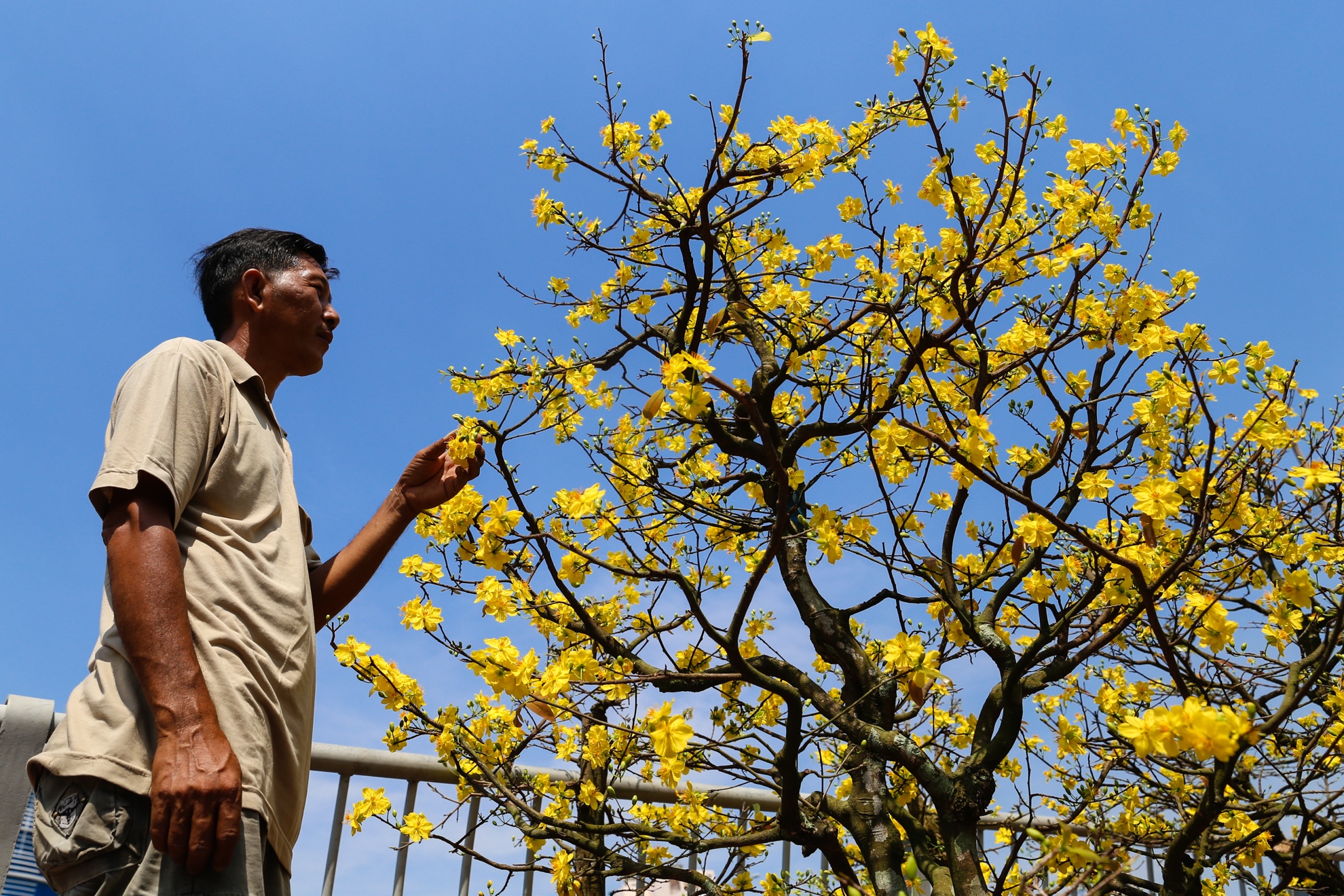 Nguoi dan khoc rong vi hoa no som anh 12