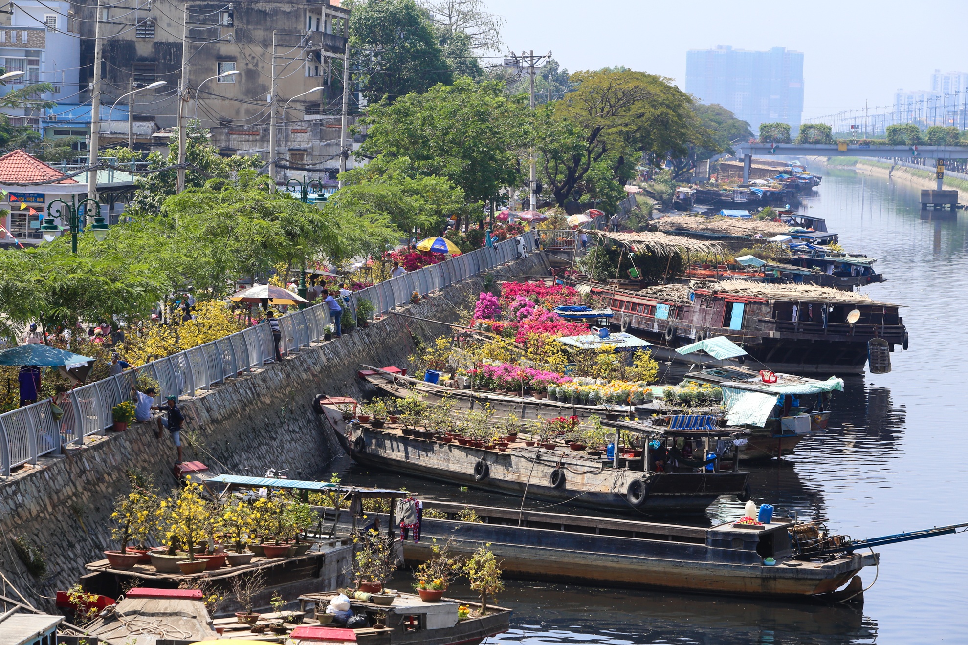 Nguoi dan khoc rong vi hoa no som anh 1