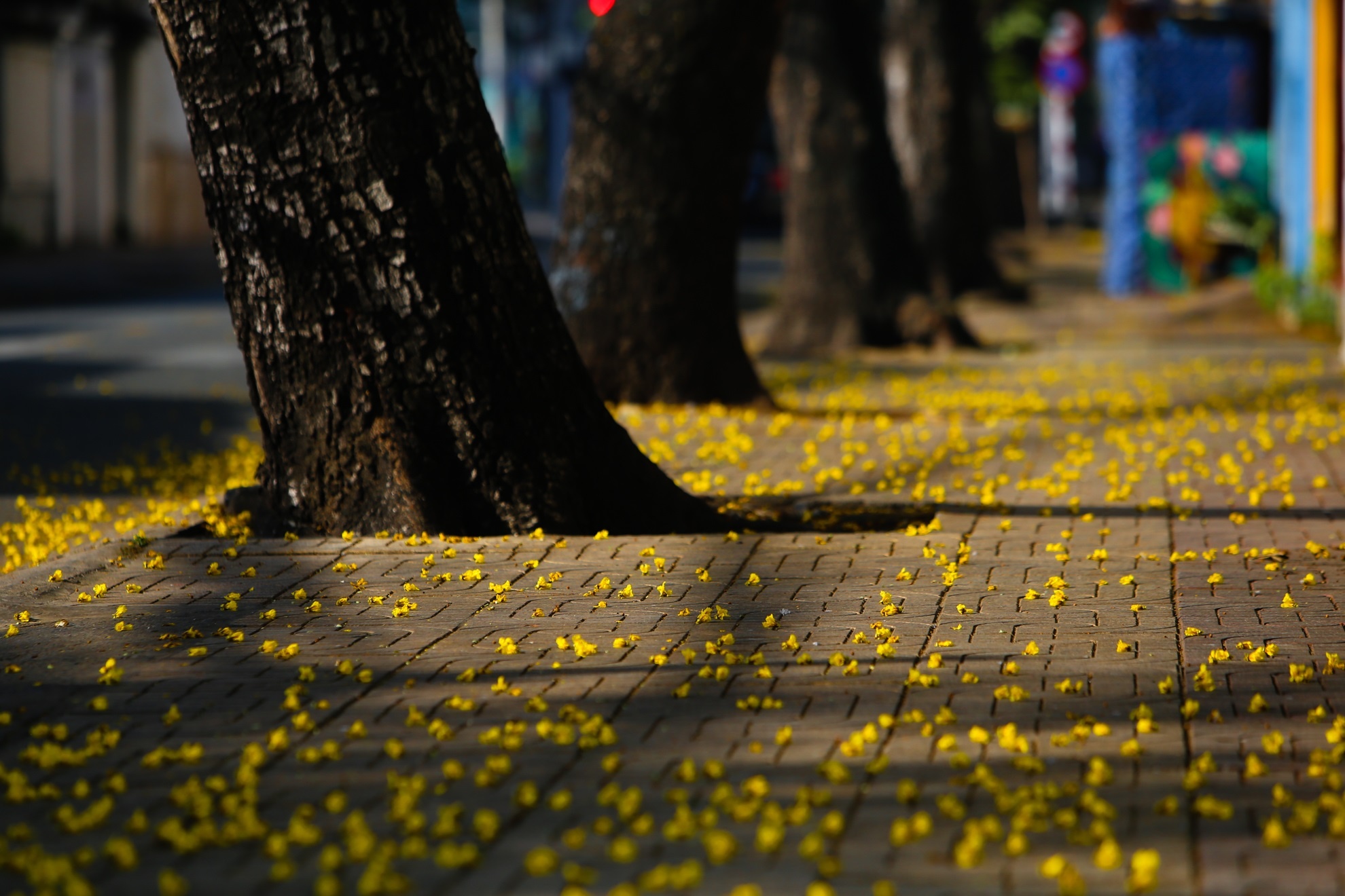 Mung mot tet Dinh Dau 2017 anh 3