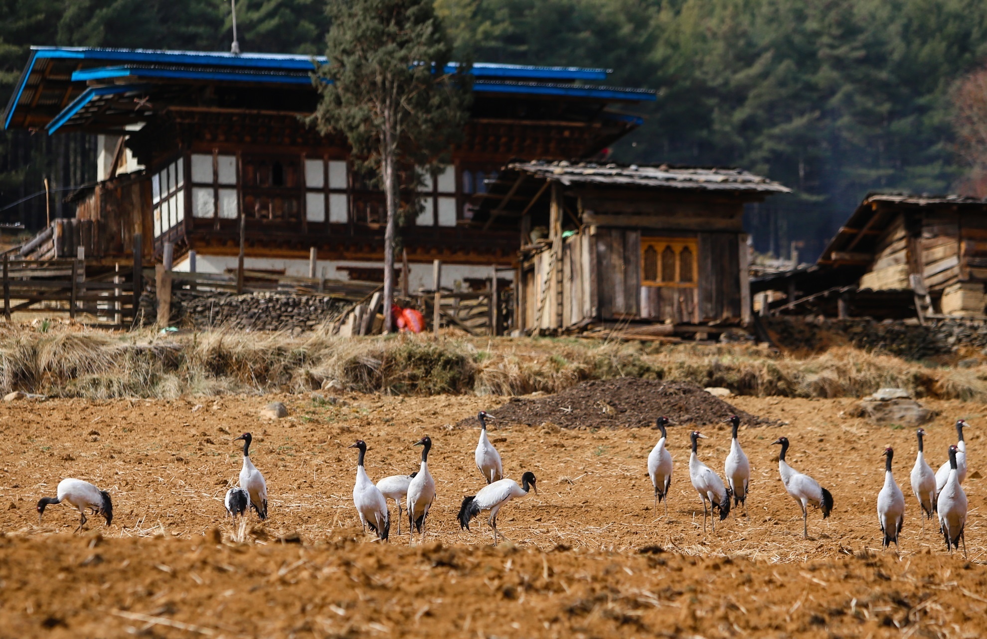 San seu o Phobjikha Bhutan anh 12