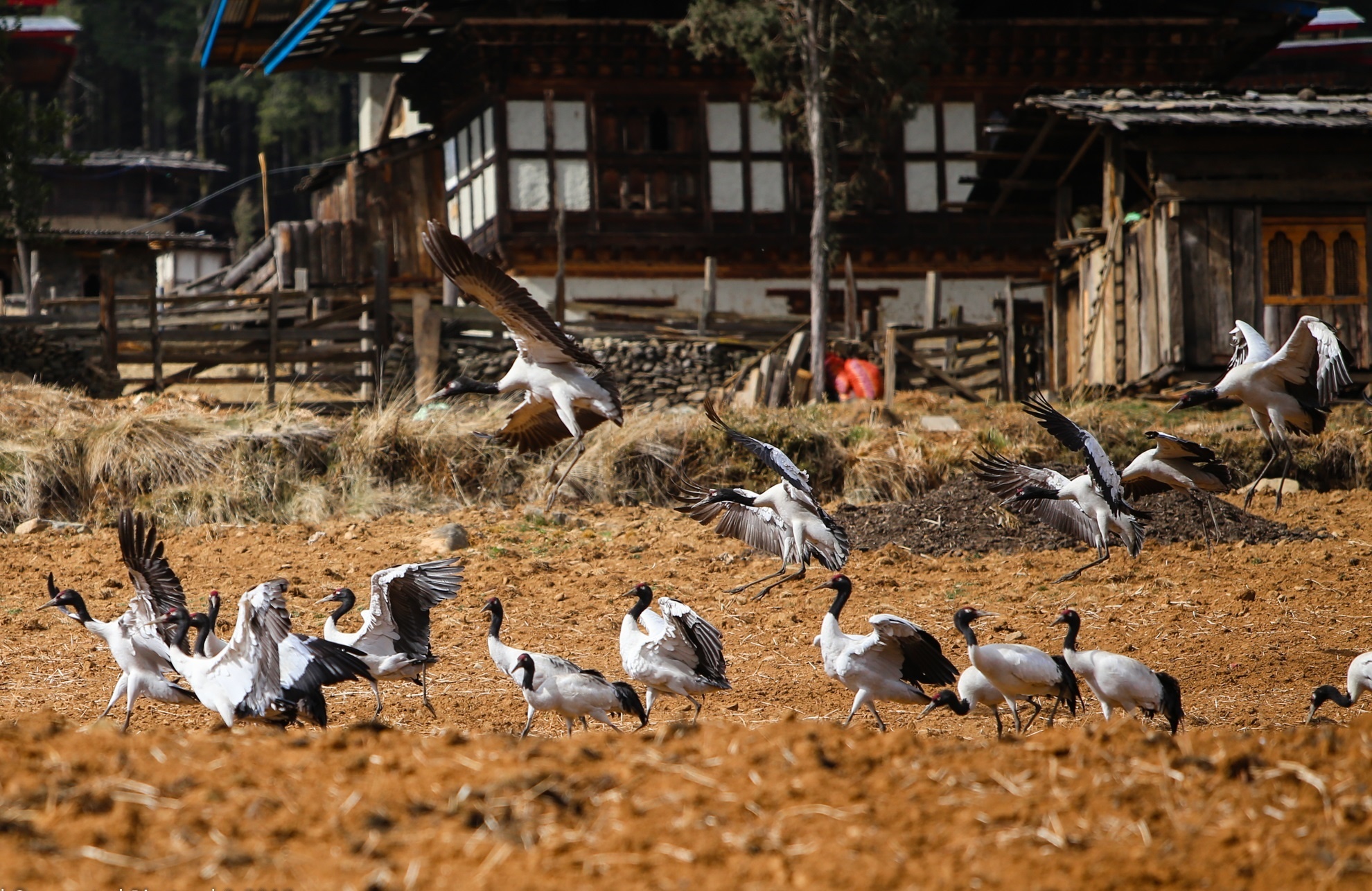 San seu o Phobjikha Bhutan anh 14