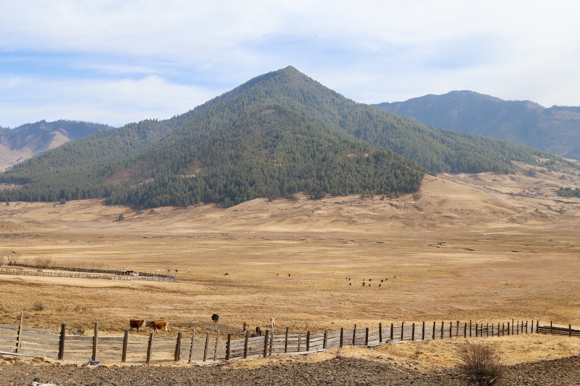 San seu o Phobjikha Bhutan anh 1