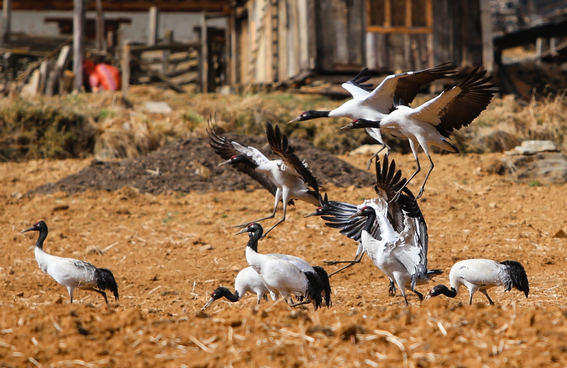 San anh seu co den quy hiem o thung lung song bang Phobjikha hinh anh