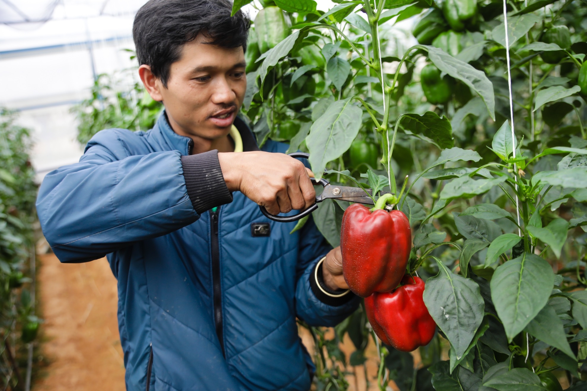 Can canh vuon dua hau 10 mui o Da Lat hinh anh