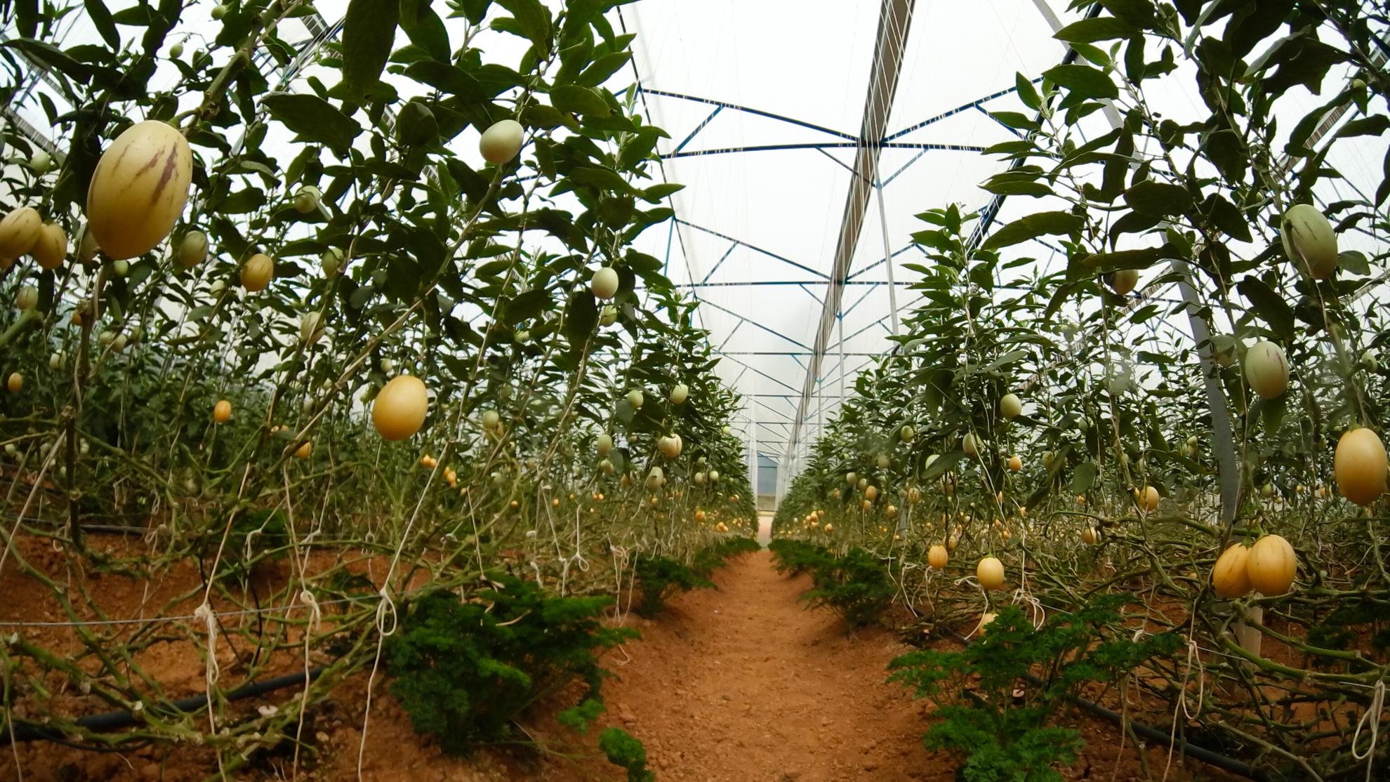 Dua hau mini Da lat anh 2