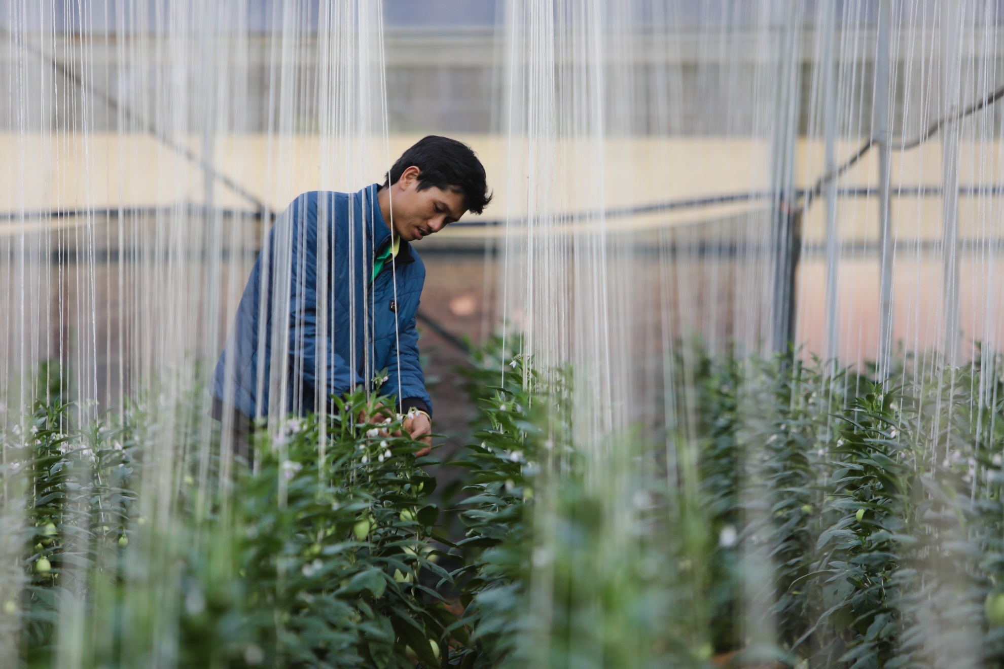 Dua hau mini Da lat anh 3