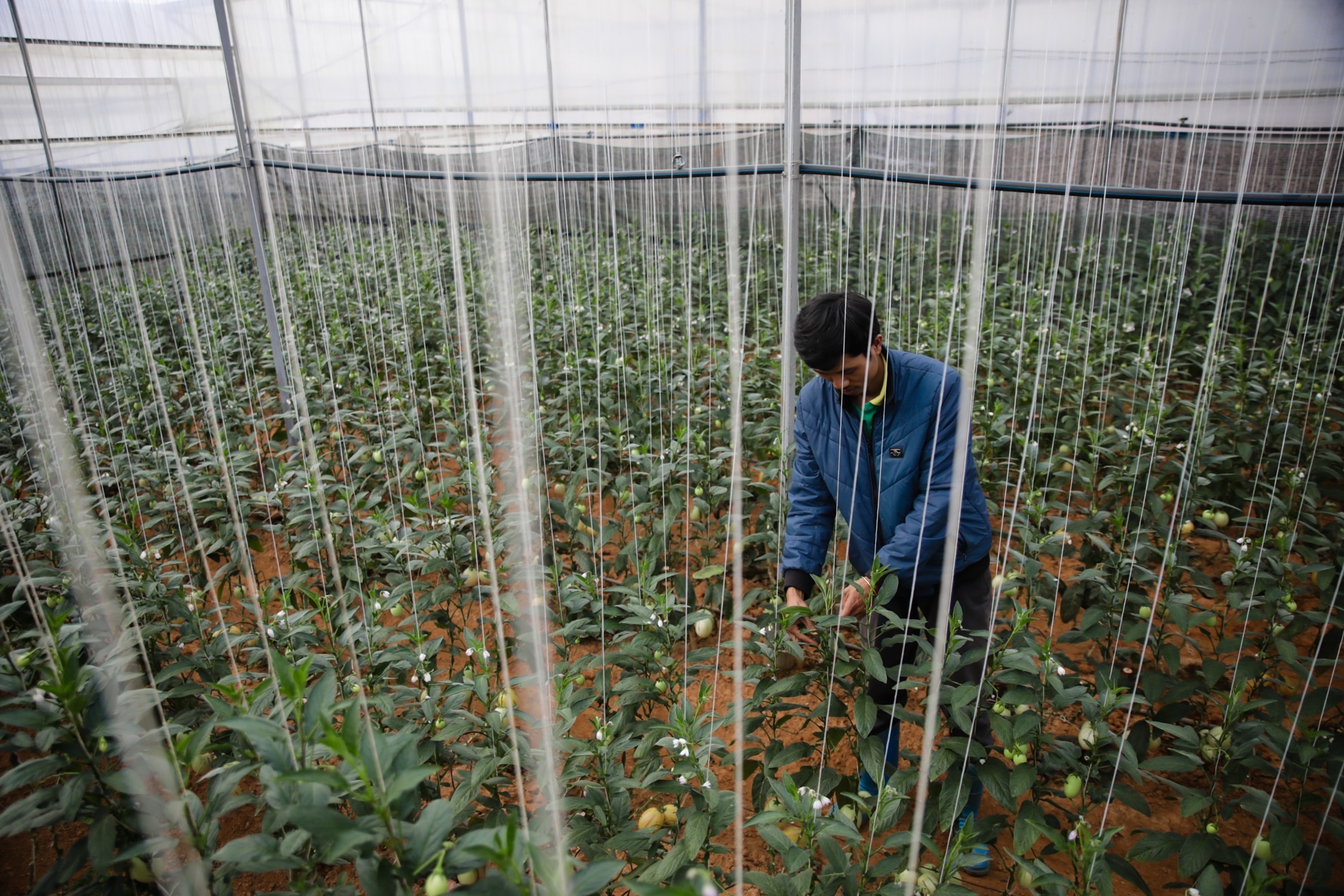 Dua hau mini Da lat anh 4