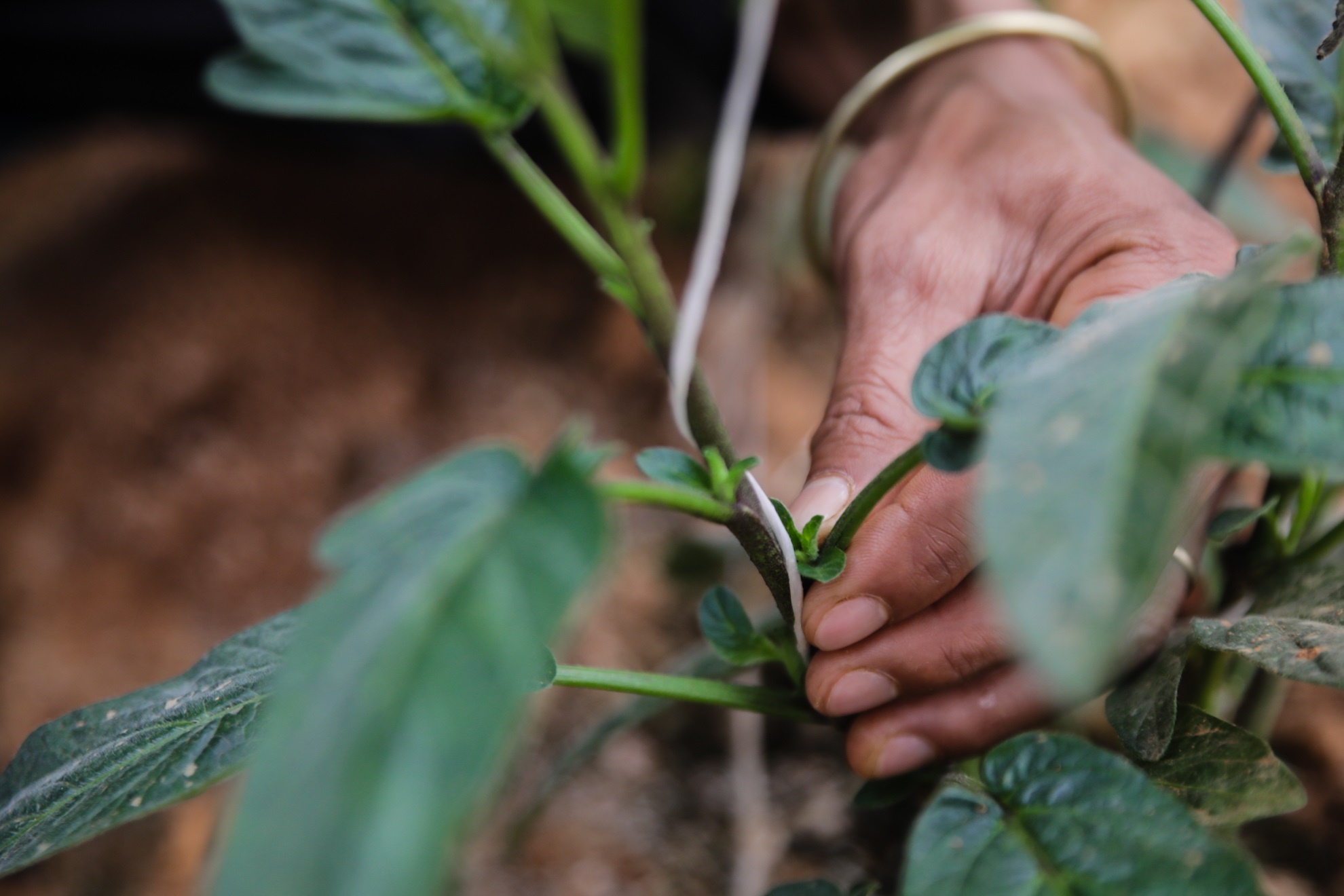 Dua hau mini Da lat anh 5