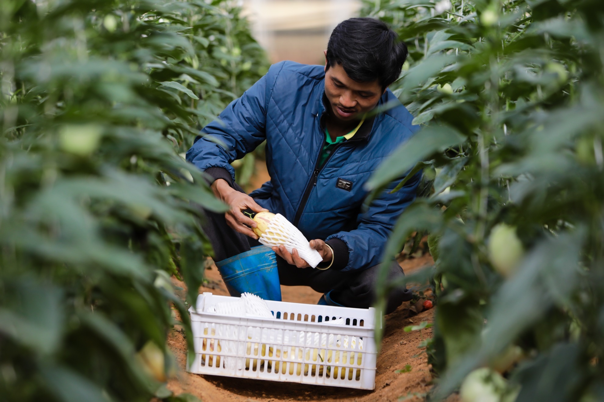 Dua hau mini Da lat anh 7