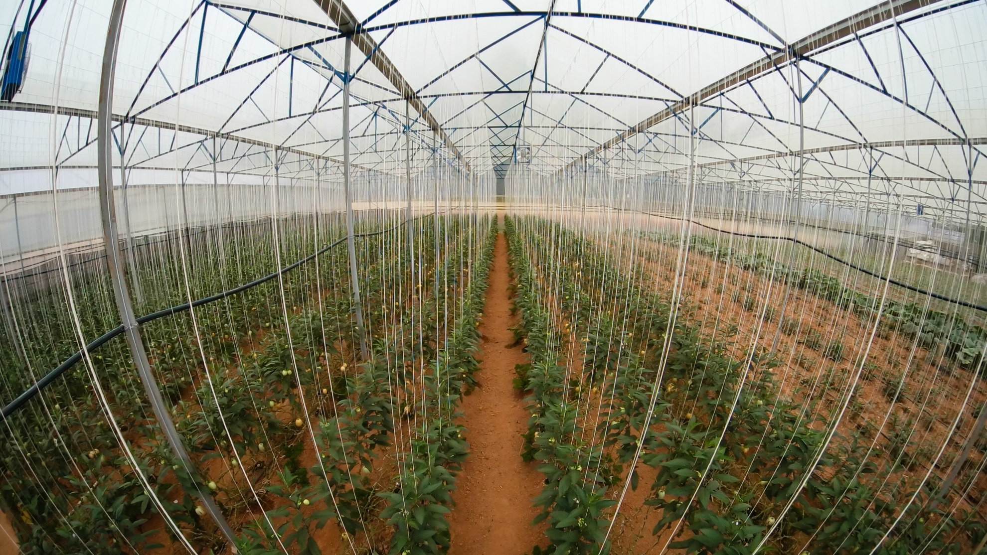 Dua hau mini Da lat anh 1