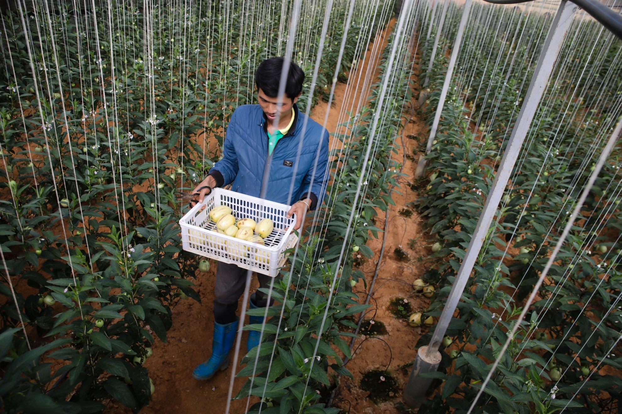 Trang trai dua hau ti hon 10 mui o Da Lat hinh anh