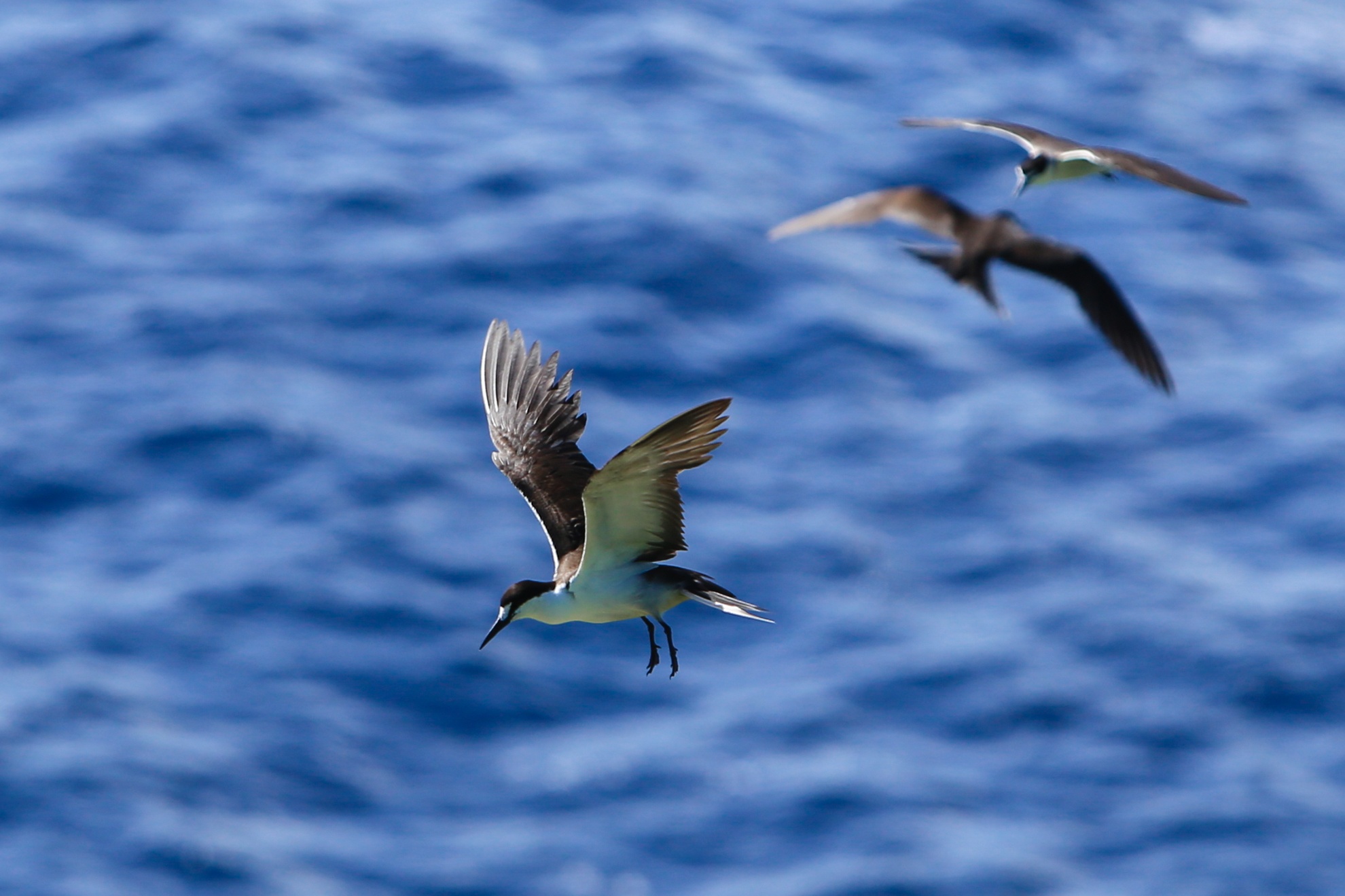 Hon Hai khoi da khong lo giua bien dong anh 10