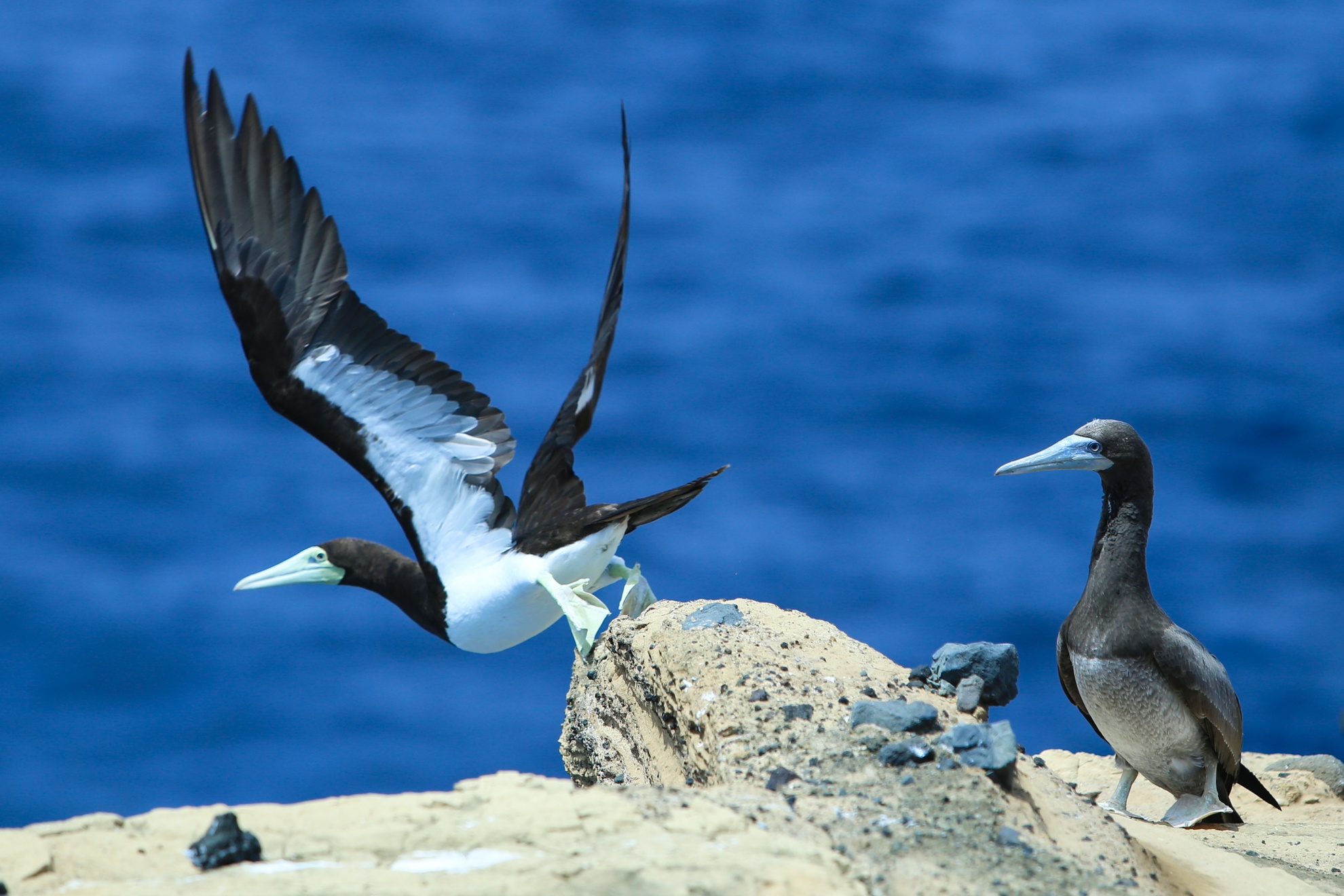 Hon Hai khoi da khong lo giua bien dong anh 13