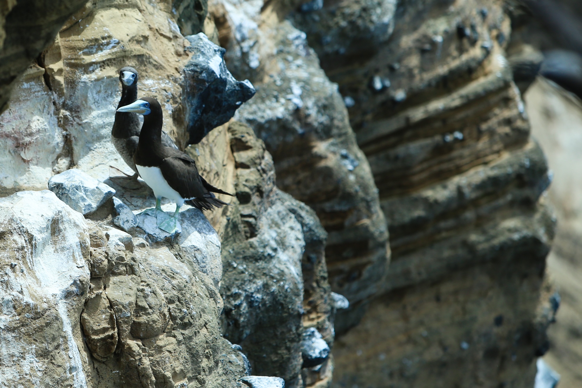 Hon Hai khoi da khong lo giua bien dong anh 8