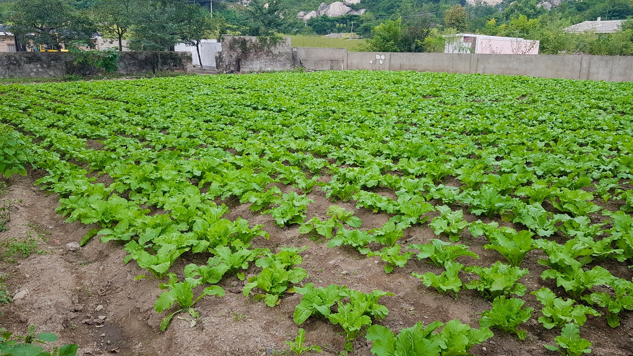 Nong trai cong nghe cao Trieu Tien anh 4