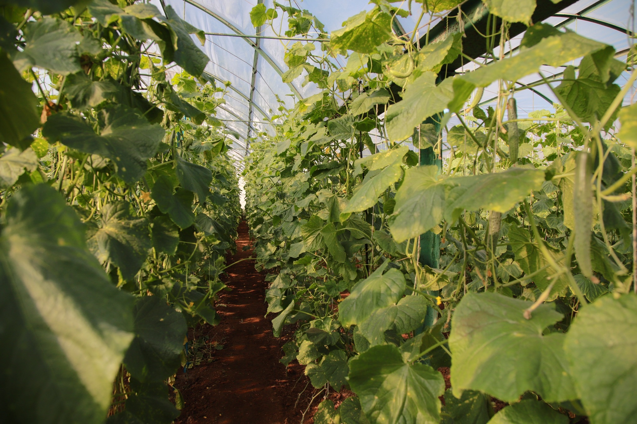 Nong trai cong nghe cao Trieu Tien anh 1