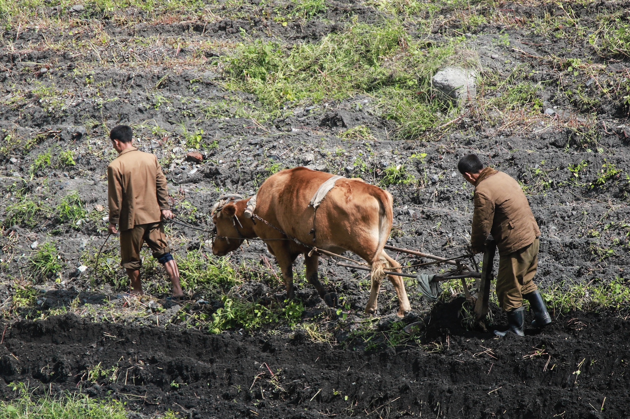 Nong trai cong nghe cao Trieu Tien anh 15