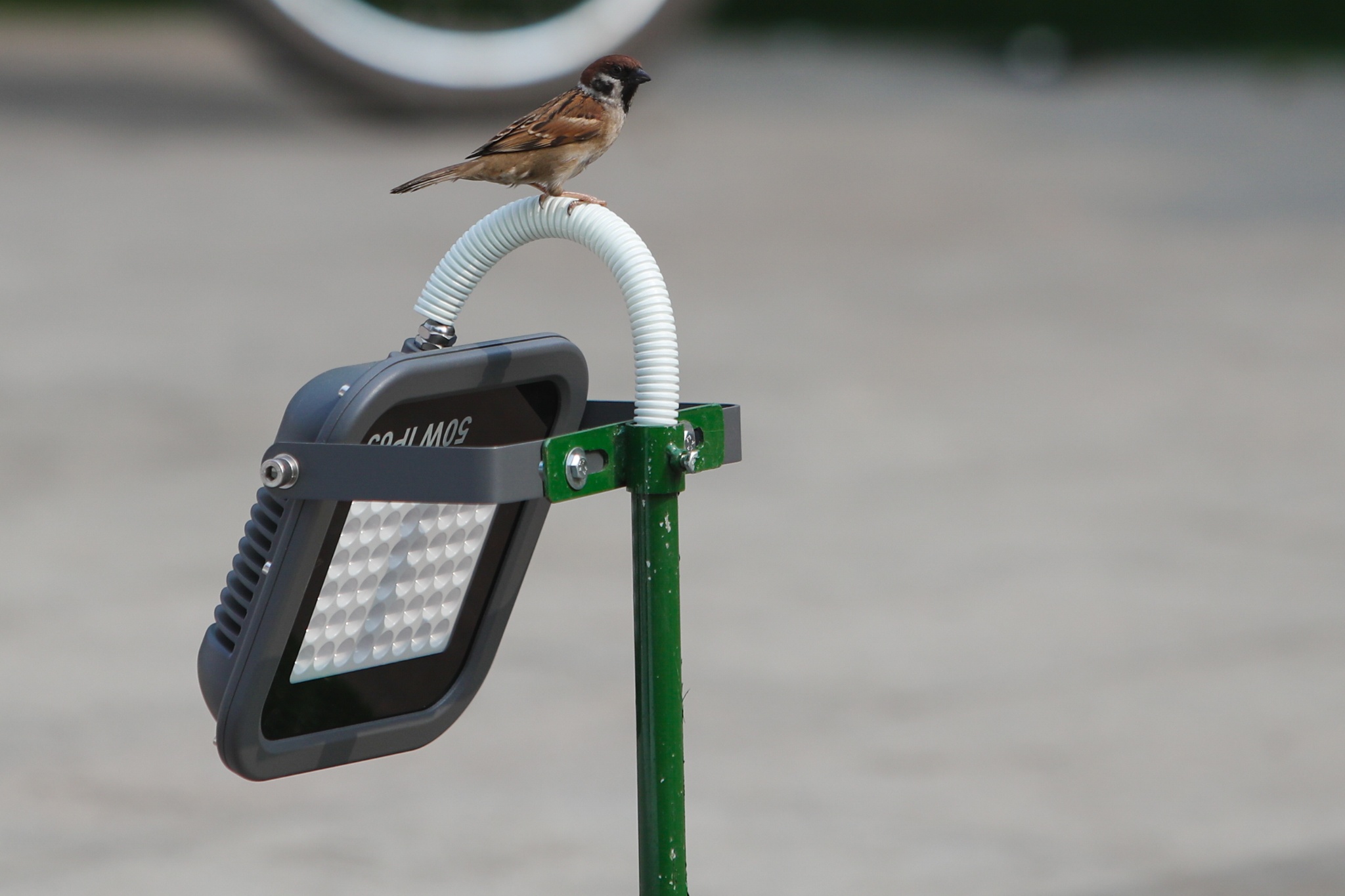 duong hoa Nguyen hue truoc gio khai mac anh 13