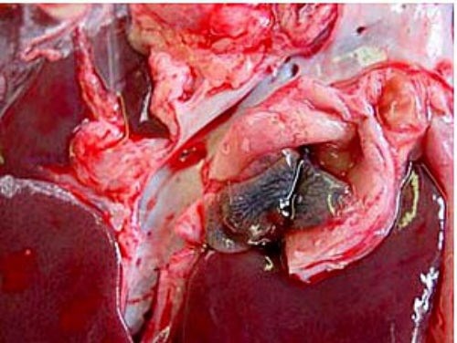 Diem danh cac loai rau tiep tay cho san lam to trong co the hinh anh