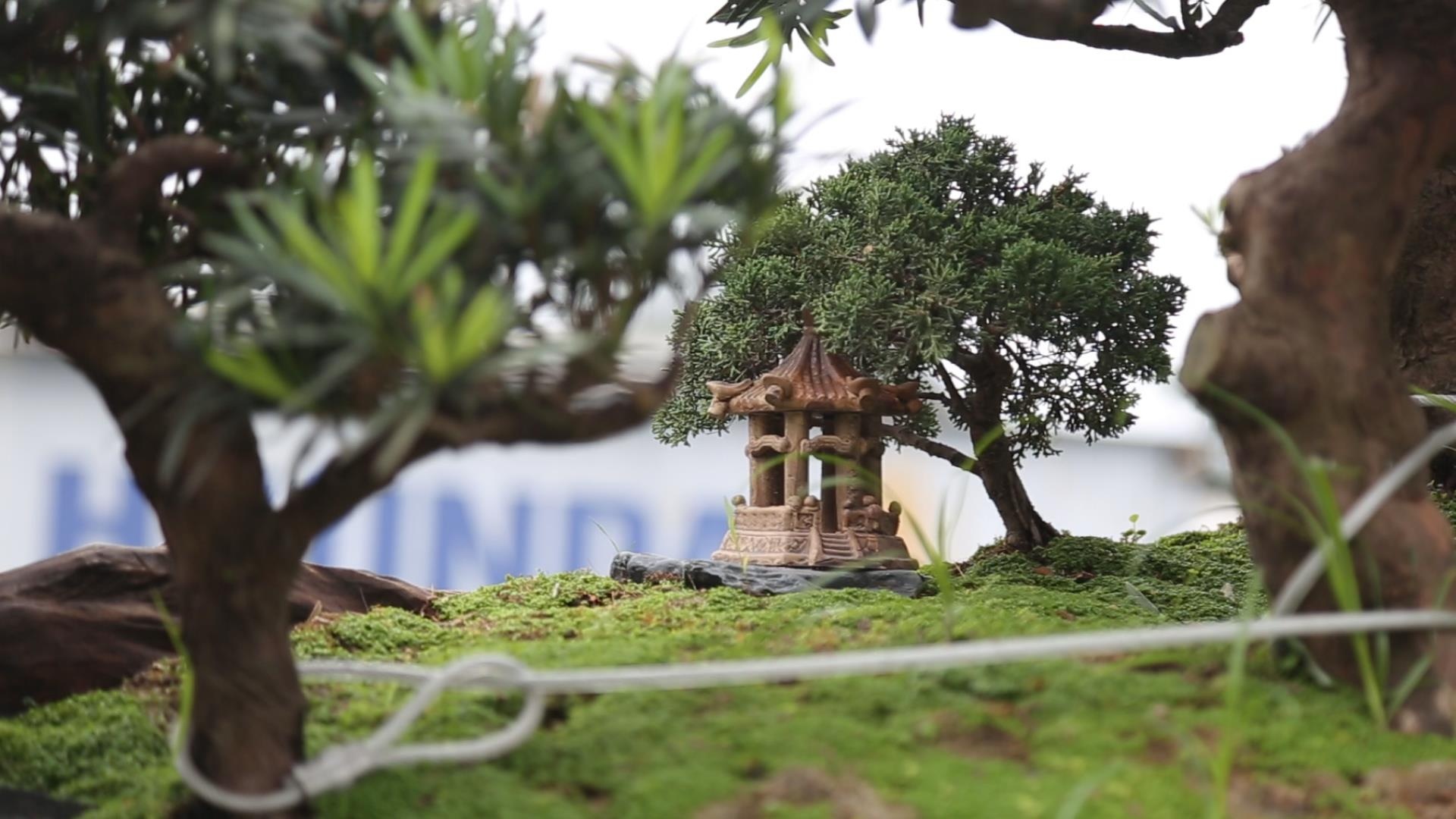 3 ty dong cho 15 cay van nien tung trong tren go lua hinh anh