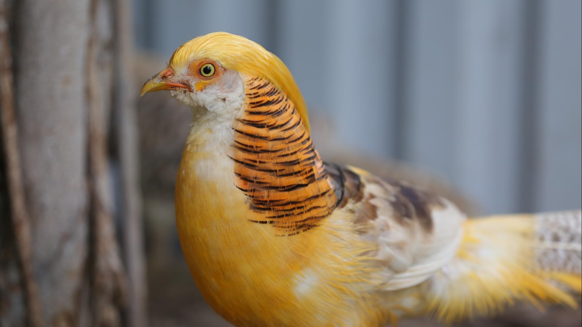 Kinh doanh chim, ga quy gia chuc trieu dong/con hinh anh