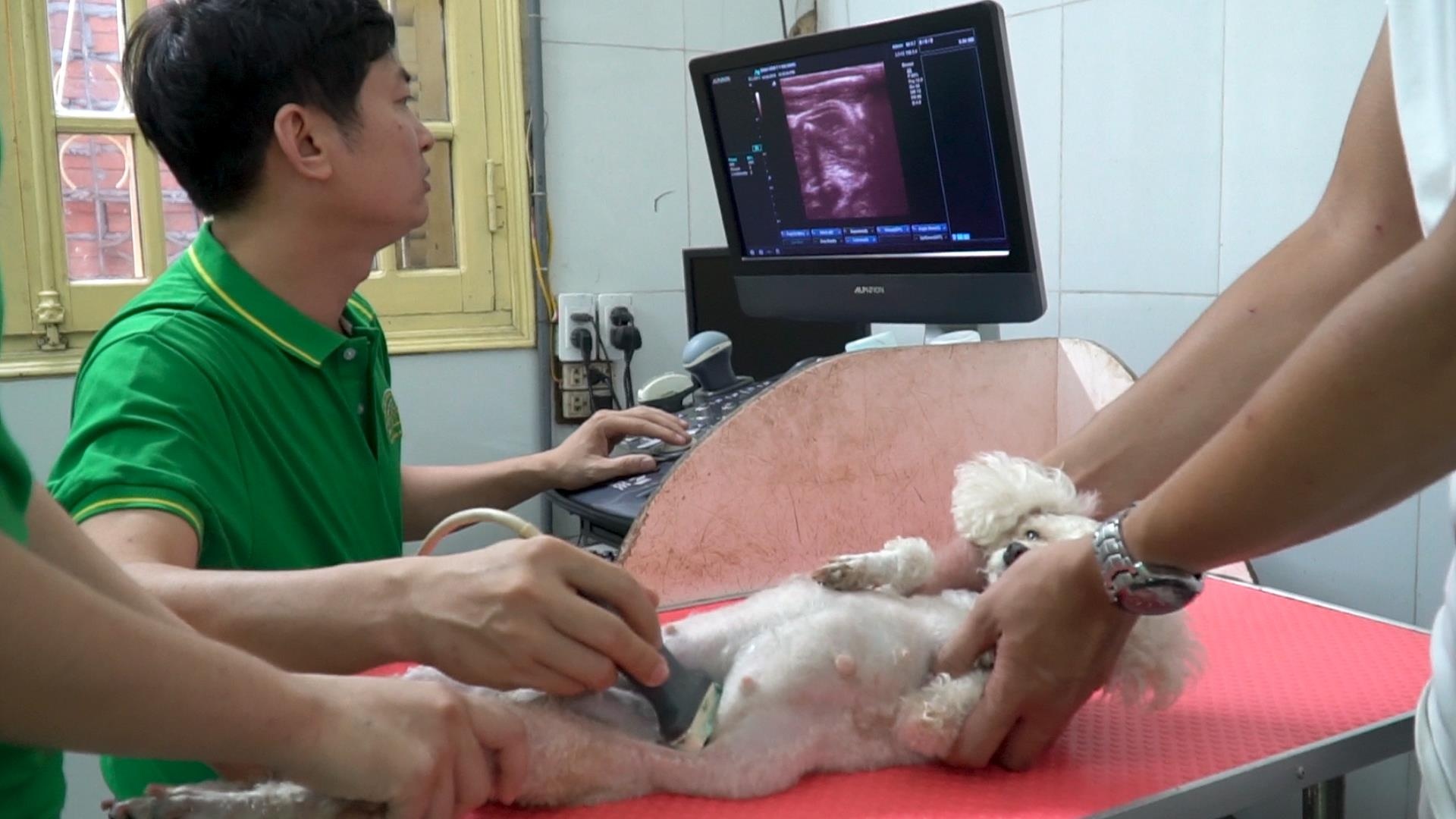 Thu cung duoc gan chip dinh danh, sieu am khi mang thai hinh anh