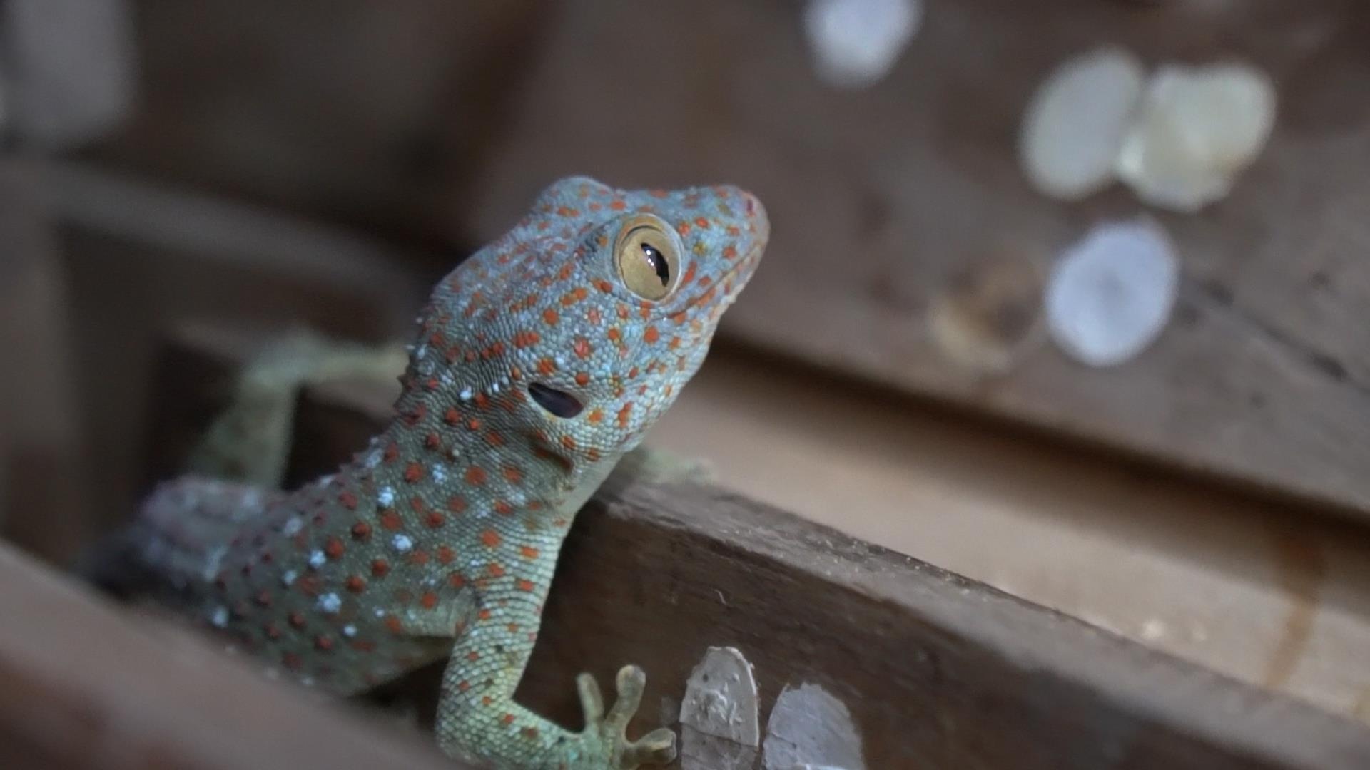 Trang trai 60 m2 nuoi de, tac ke thu hang tram trieu moi thang hinh anh