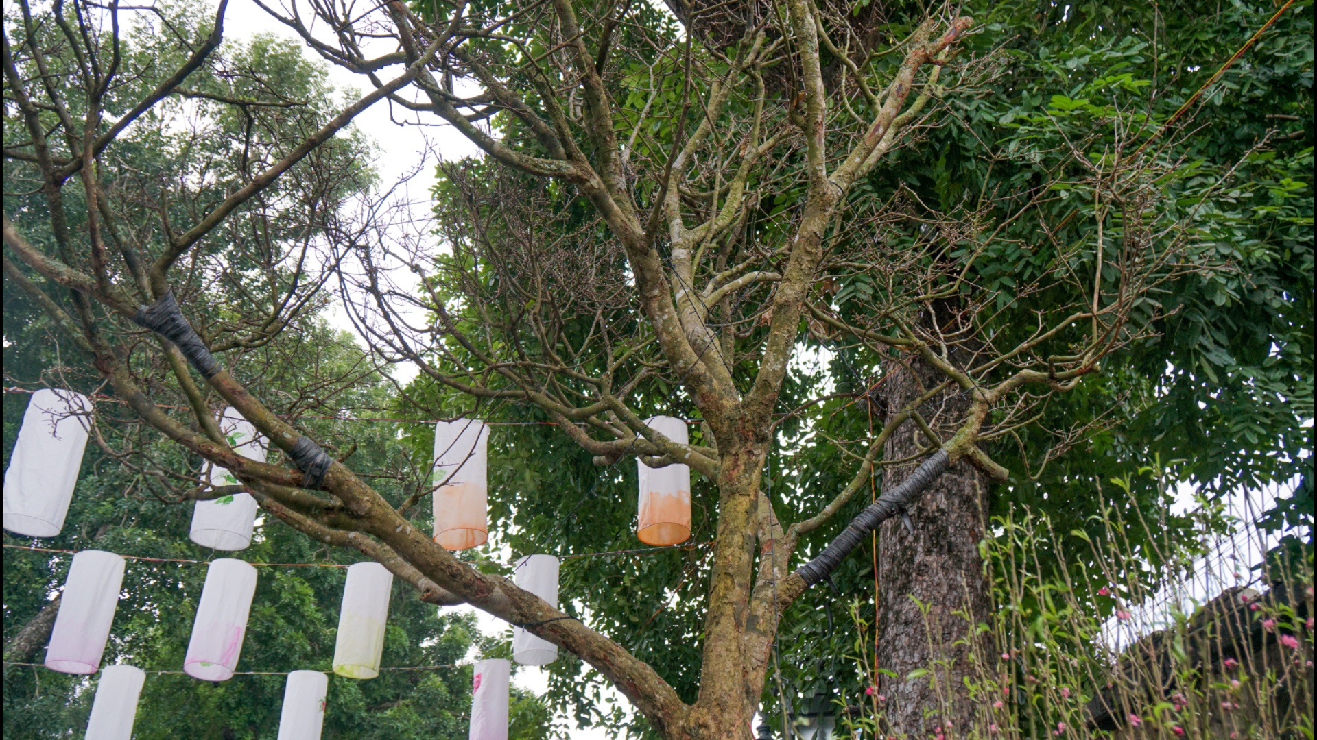 Cay hoang mai rung 120 nam tuoi, gia 4 ty dong tai cho Tet pho co hinh anh