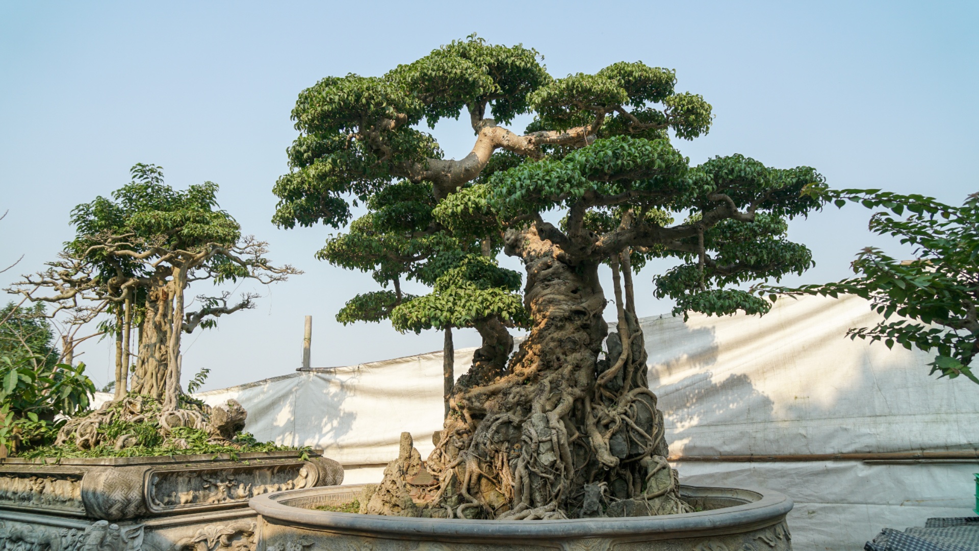 Hai cay sanh co tram nam tuoi tung duoc tra gia tren 10 ty hinh anh