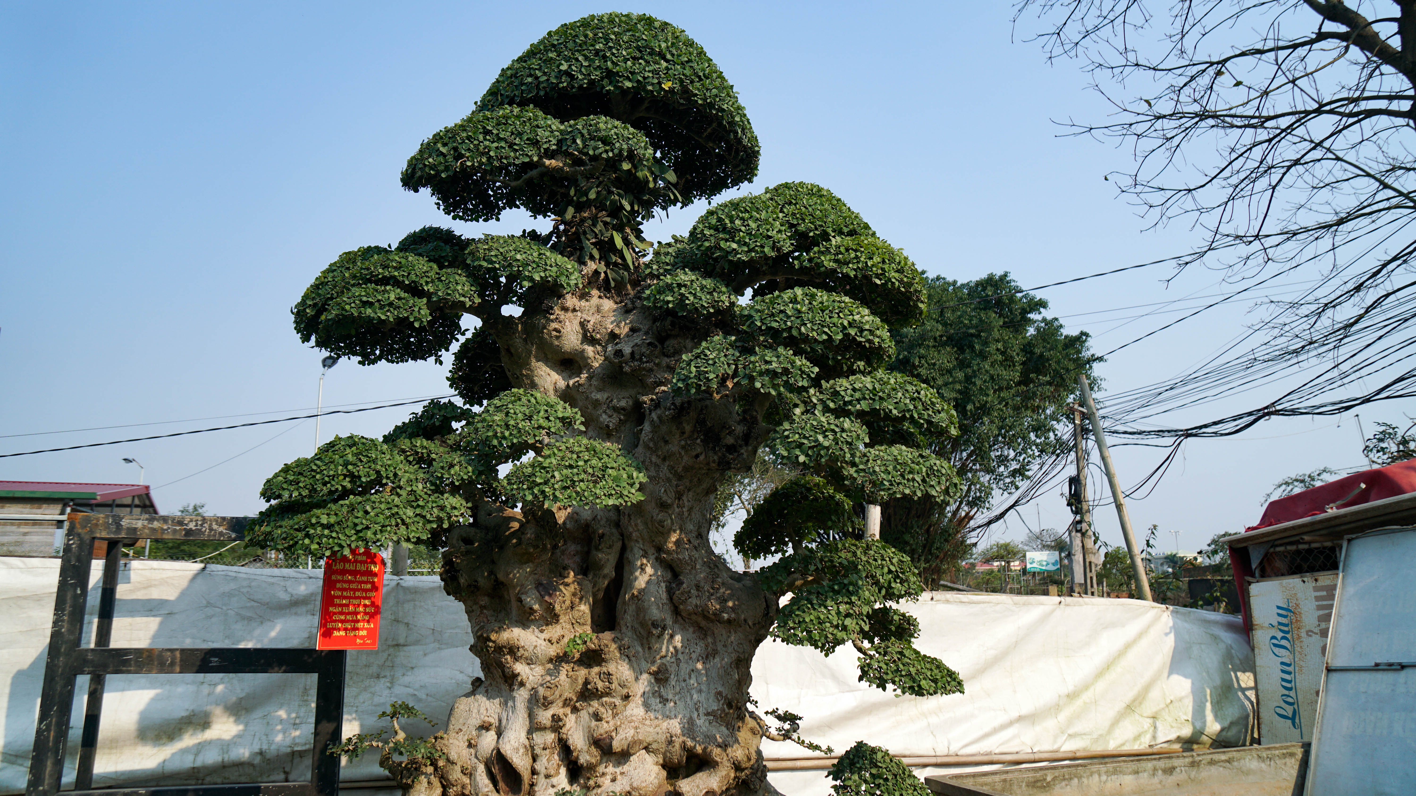 Cay duoi co tram tuoi duoc tra gia hon 10 ty hinh anh