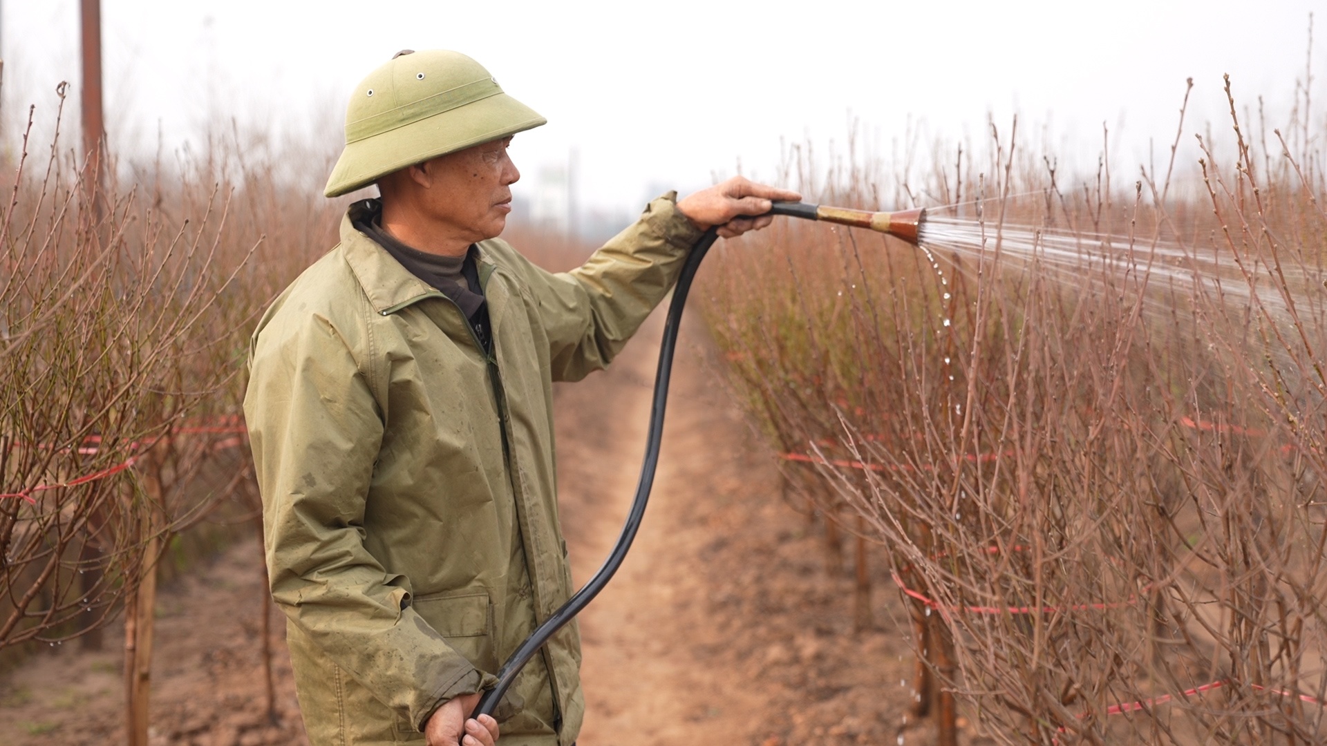 Dao Nhat Tan co nguy co mat mua vi ret dam keo dai hinh anh