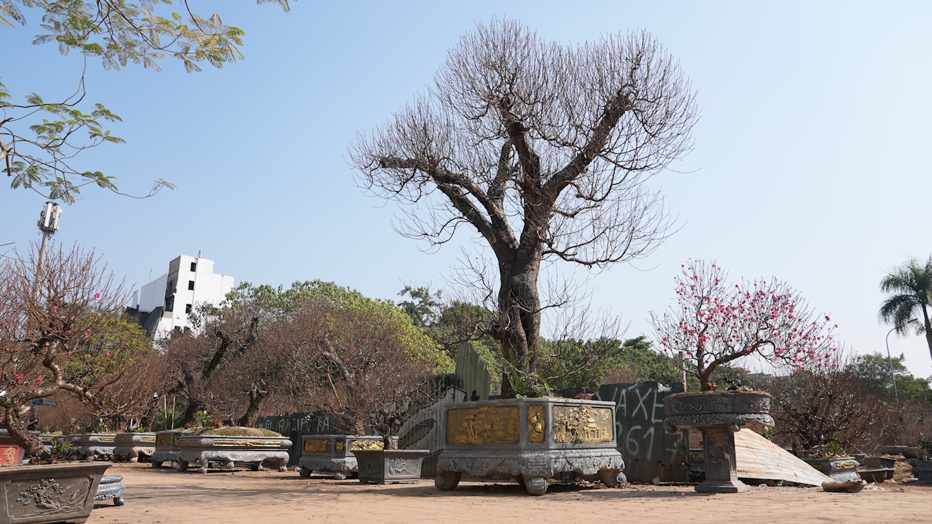 Dao rung co thu gia tram trieu chi cho thue chu khong ban hinh anh