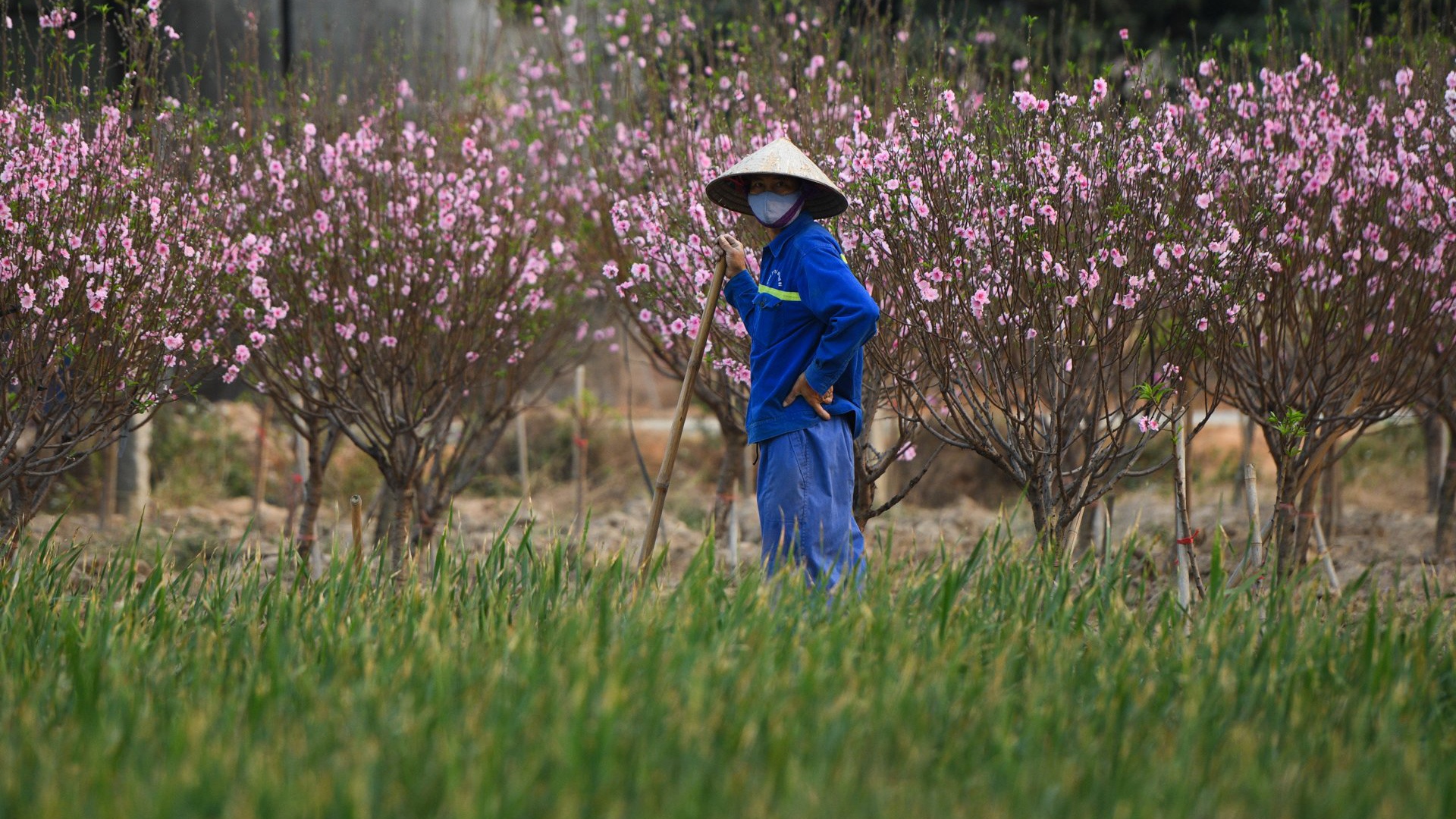 Hang nghin goc dao khong the tieu thu vi lenh phong toa hinh anh