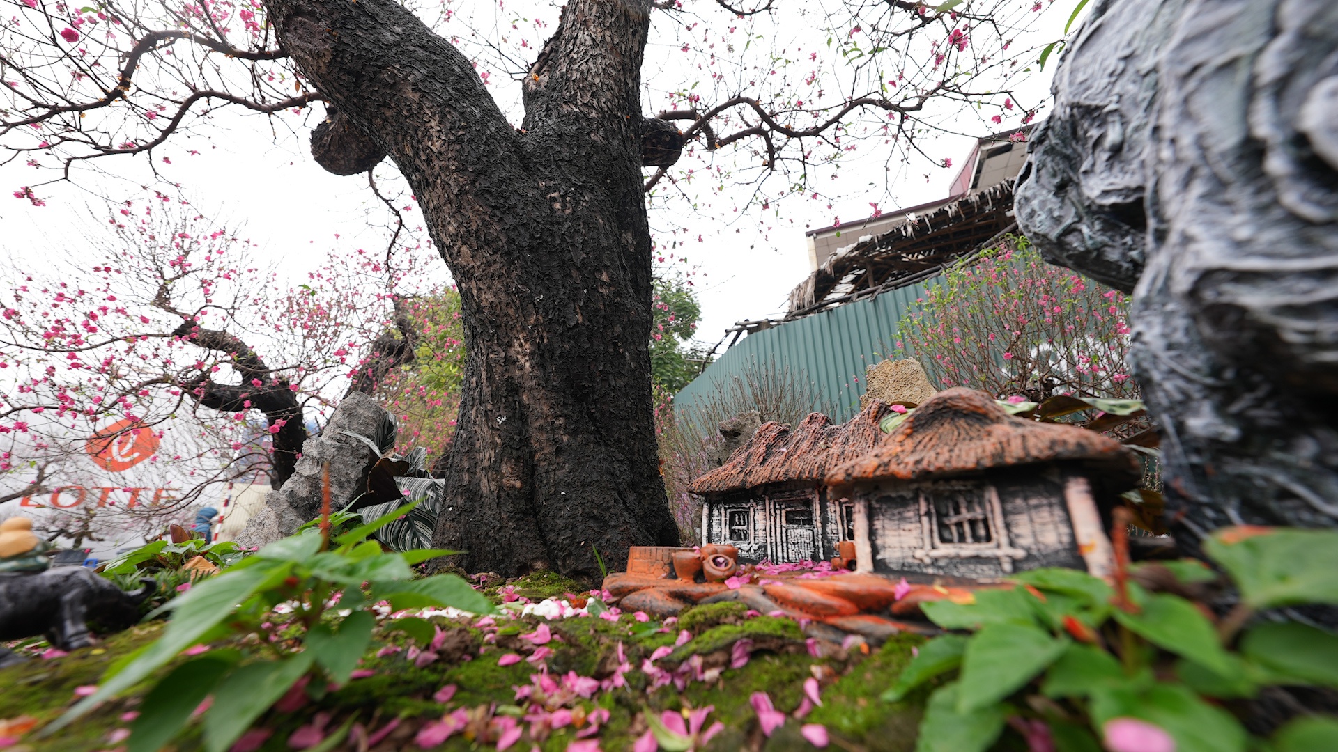 Dao co thu gia tram trieu ken nguoi mua hinh anh