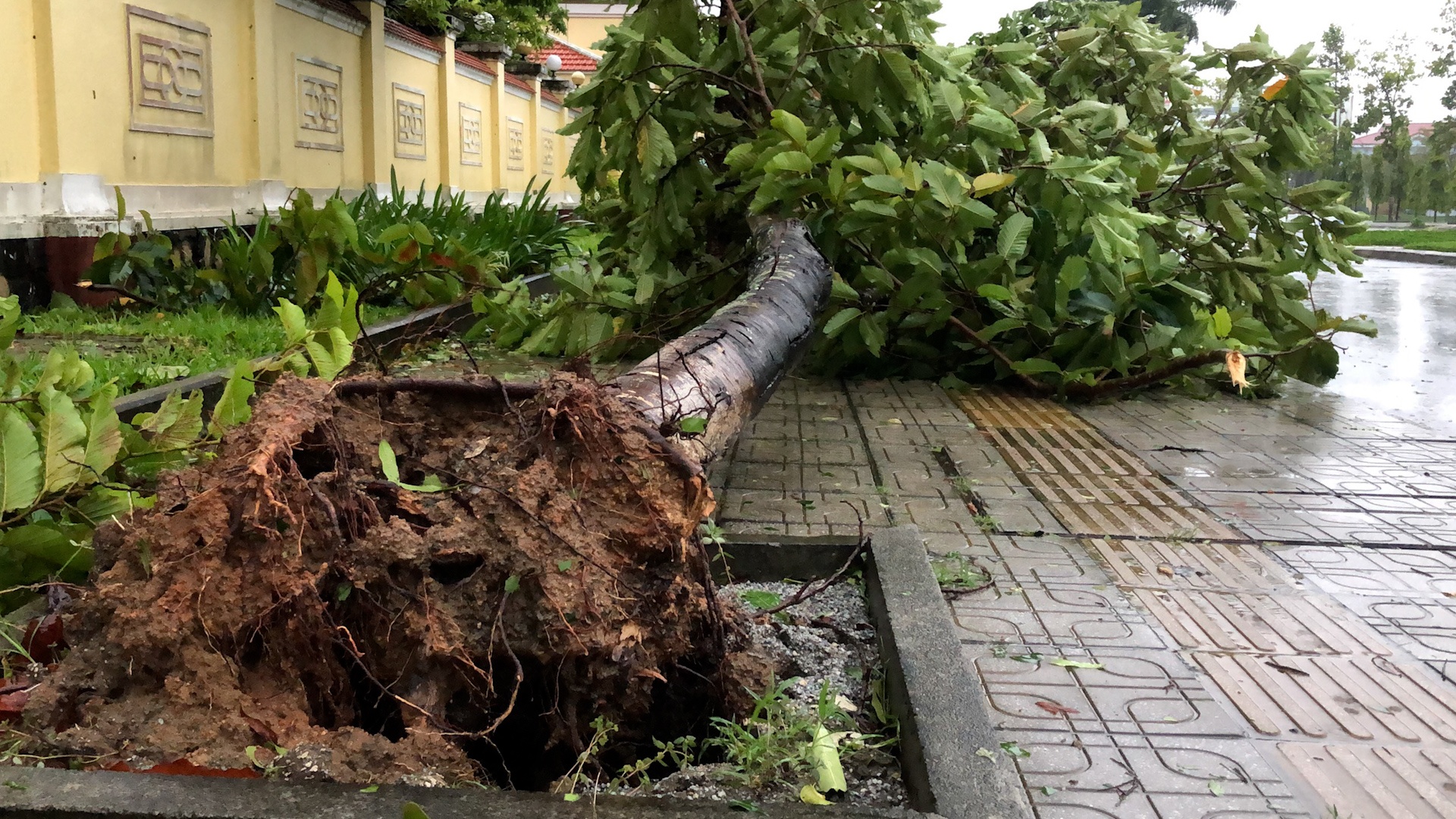 Bao Noru quet qua Quang Nam khien mai ton bay khap noi, cay coi do rap hinh anh