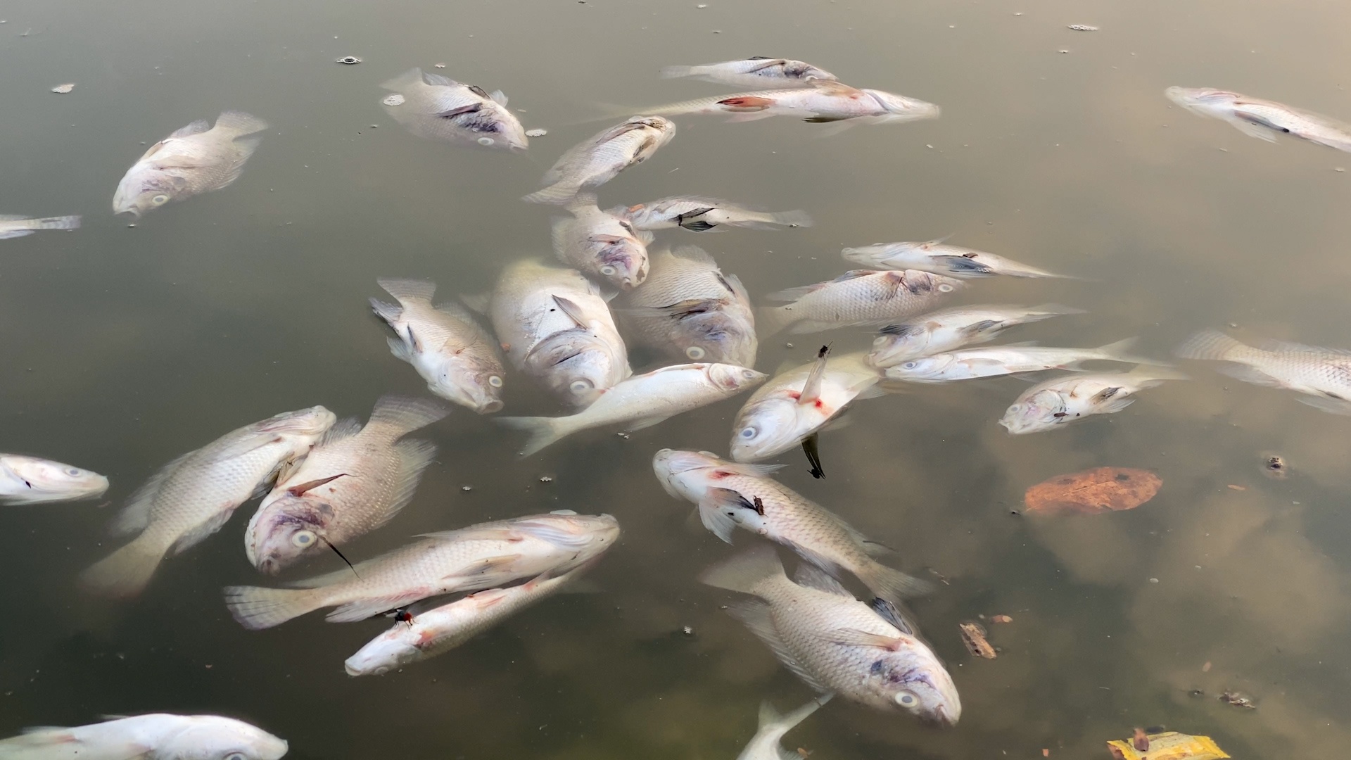 Ca chet noi trang goc ho Linh Dam hinh anh