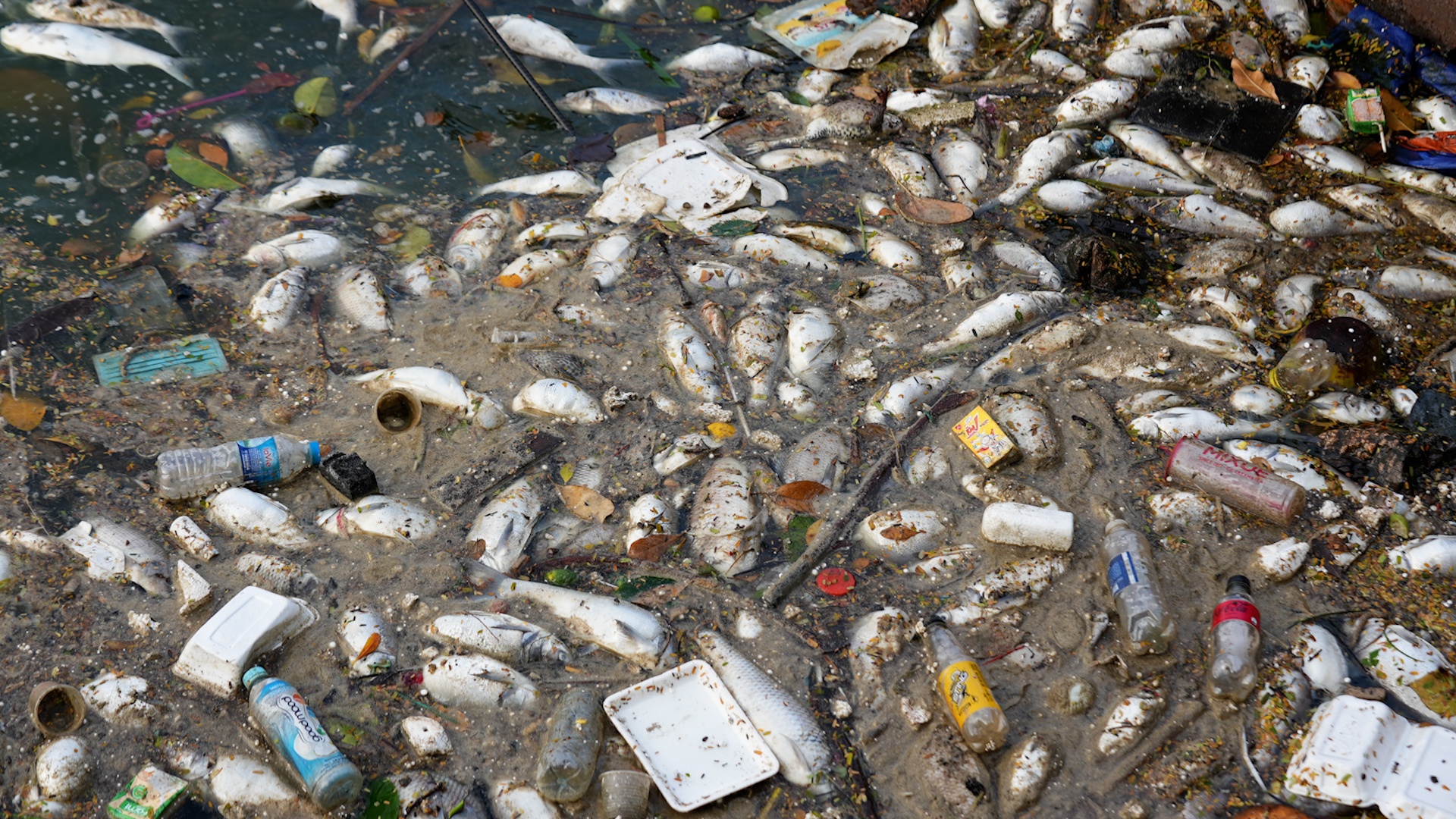 Am anh mui ca chet o ho Tay hinh anh