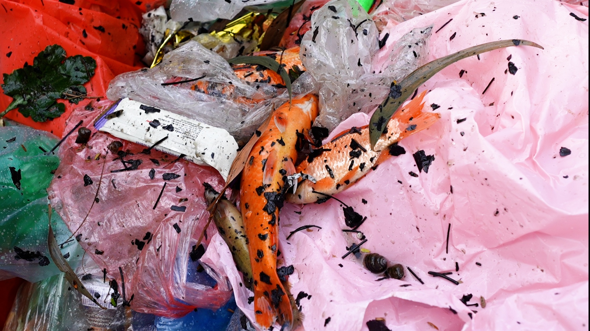 Ca chep vua duoc phong sinh da chet do nuoc ho o Ha Noi duc tro nhang hinh anh