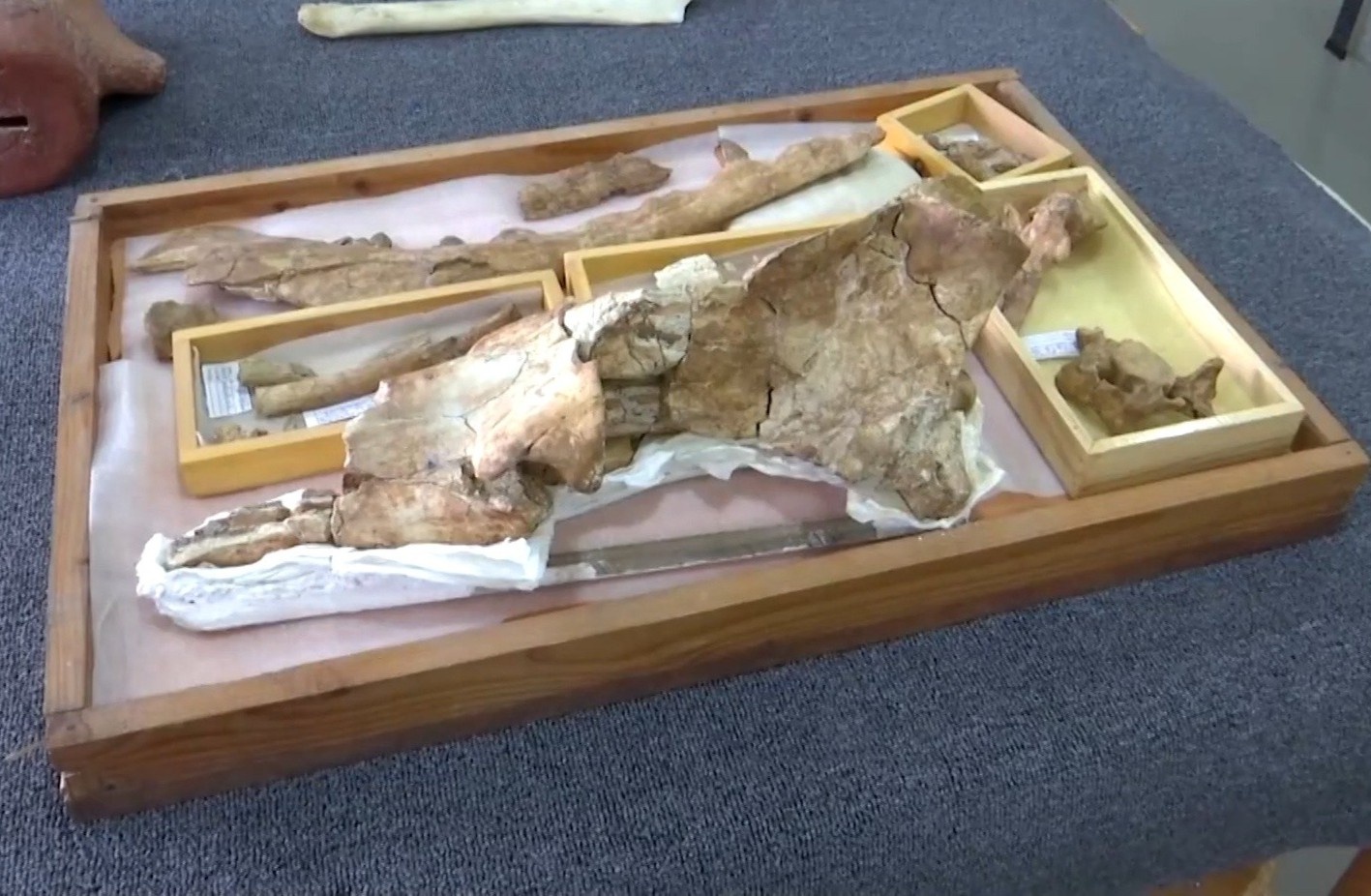 Phat hien hoa thach ca voi 4 chan 43 trieu nam tuoi hinh anh