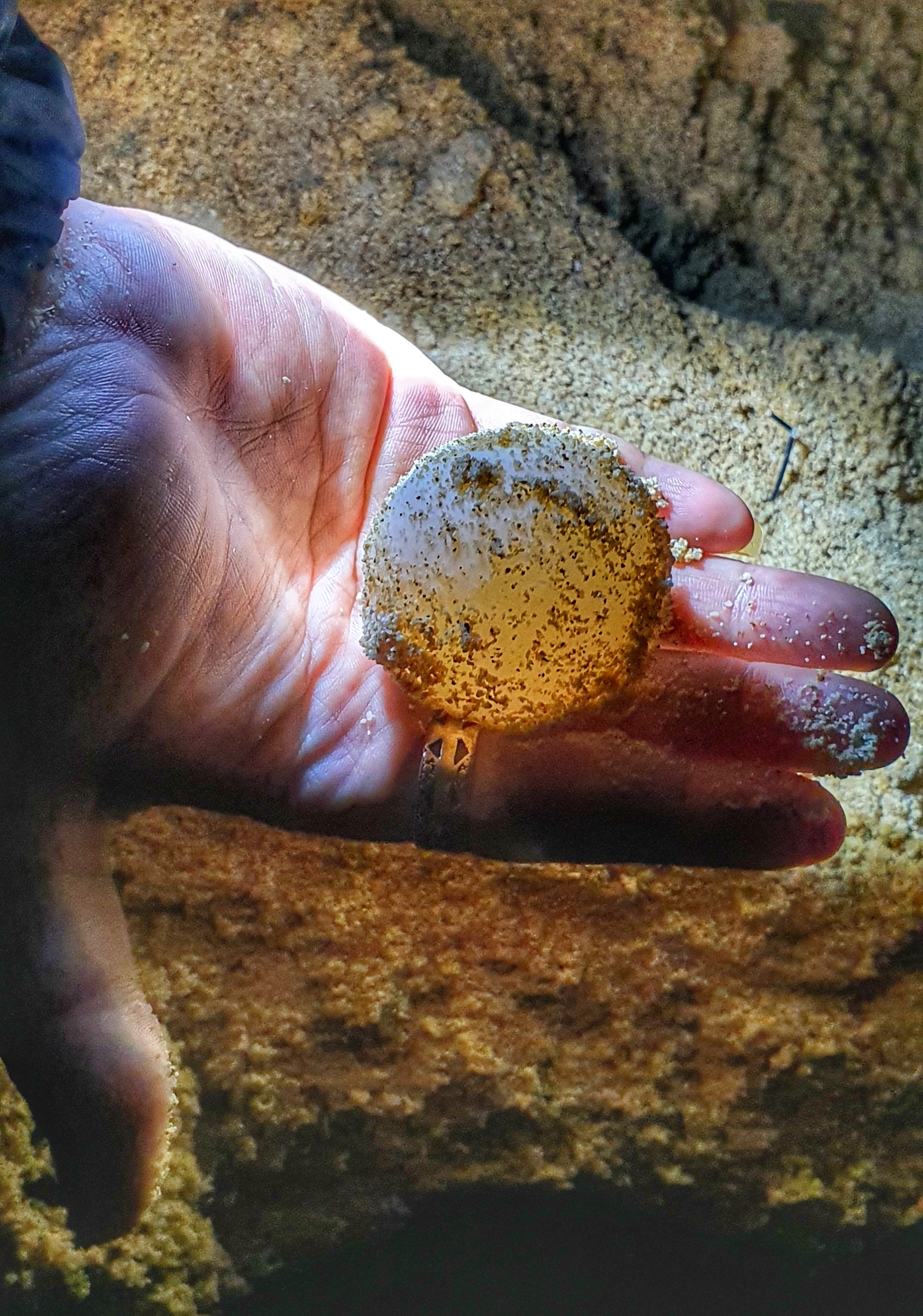 do de rua bien tai Con Dao anh 6