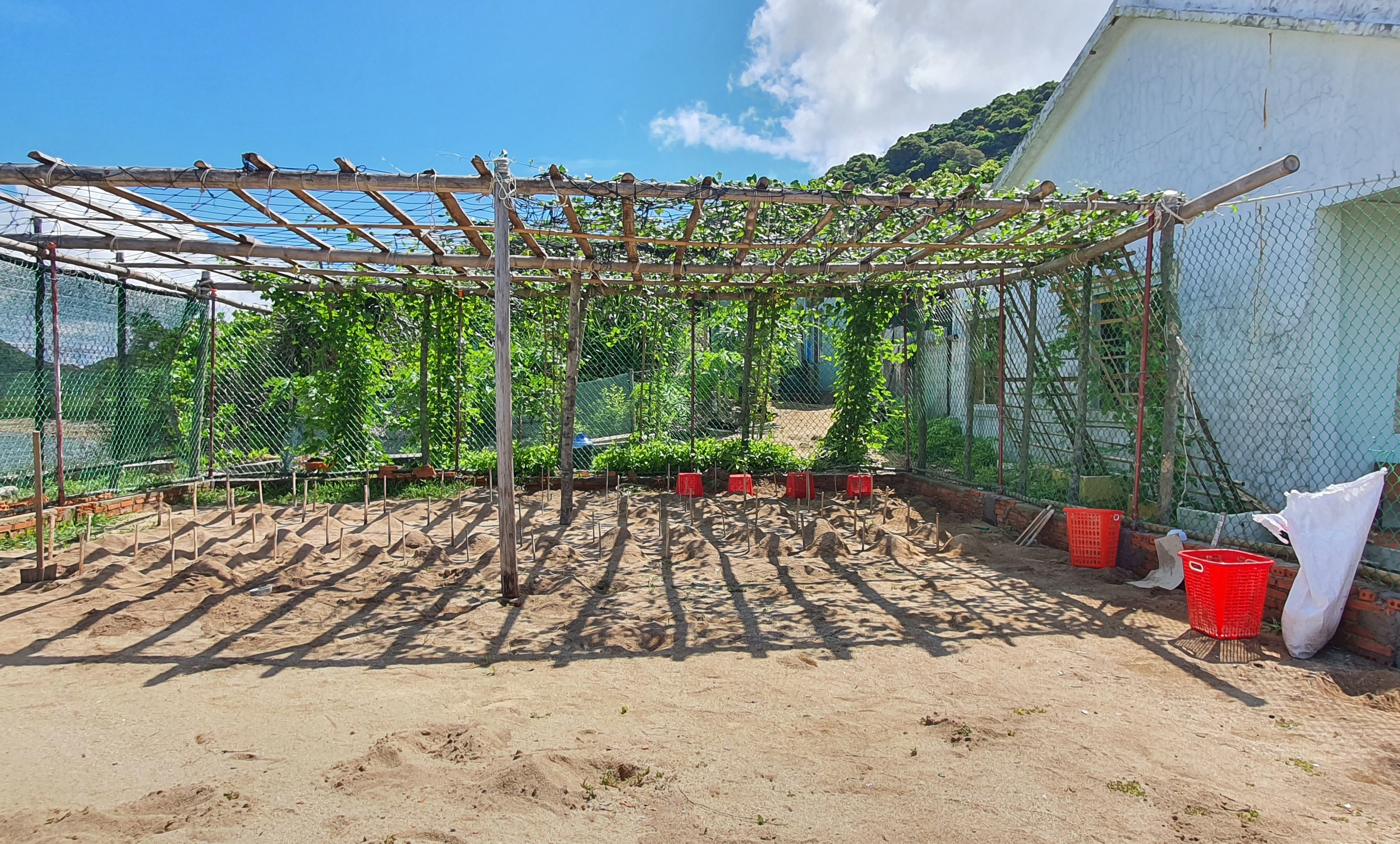 do de rua bien tai Con Dao anh 7