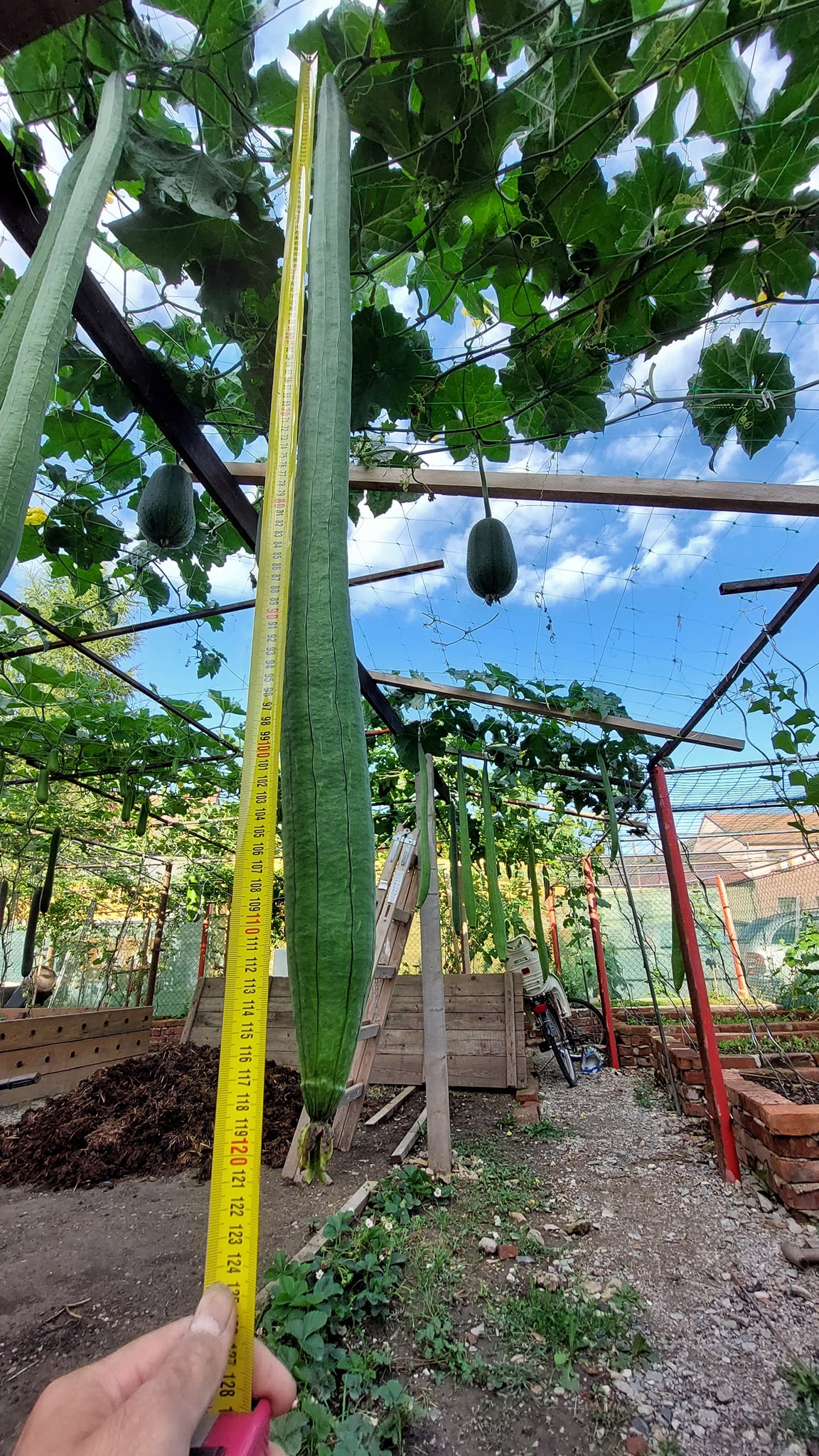 trong rau tai nha anh 5