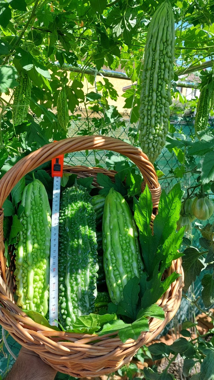 trong rau tai nha anh 6