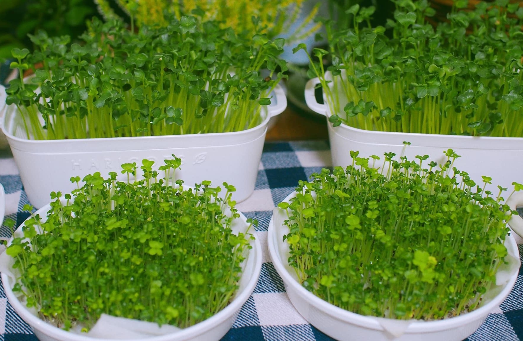 Tu trong rau mam don gian voi cac dung cu co san tai nha hinh anh