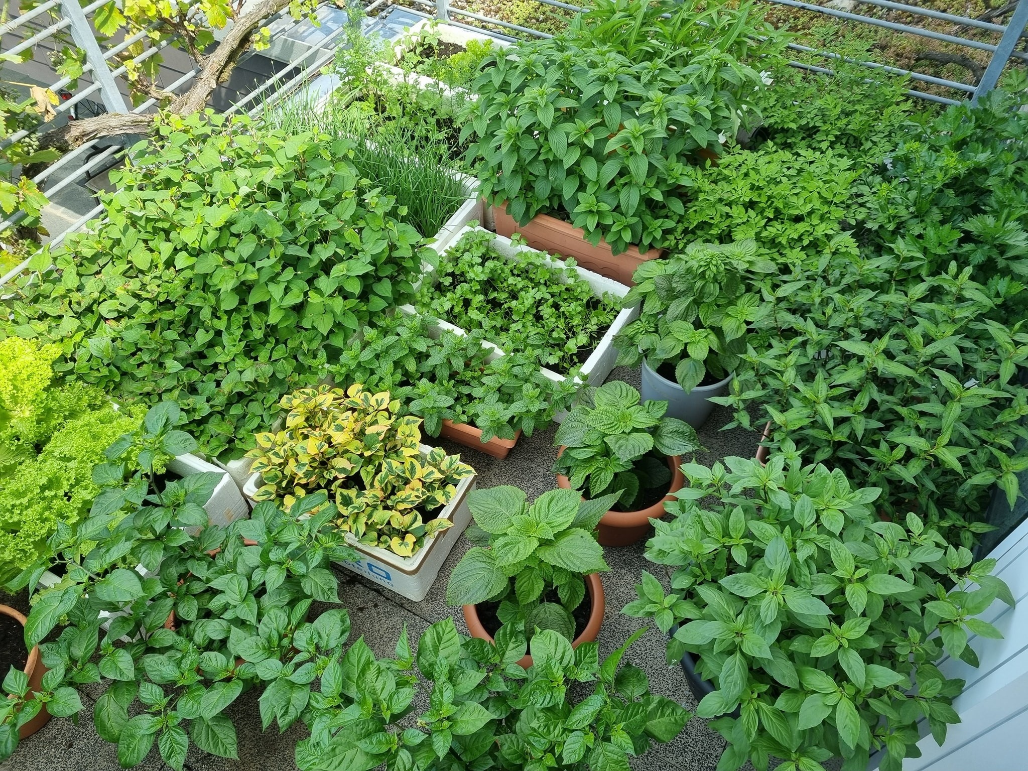 vườn rau trên ban công ảnh 3 vuon rau tren ban cong anh 3