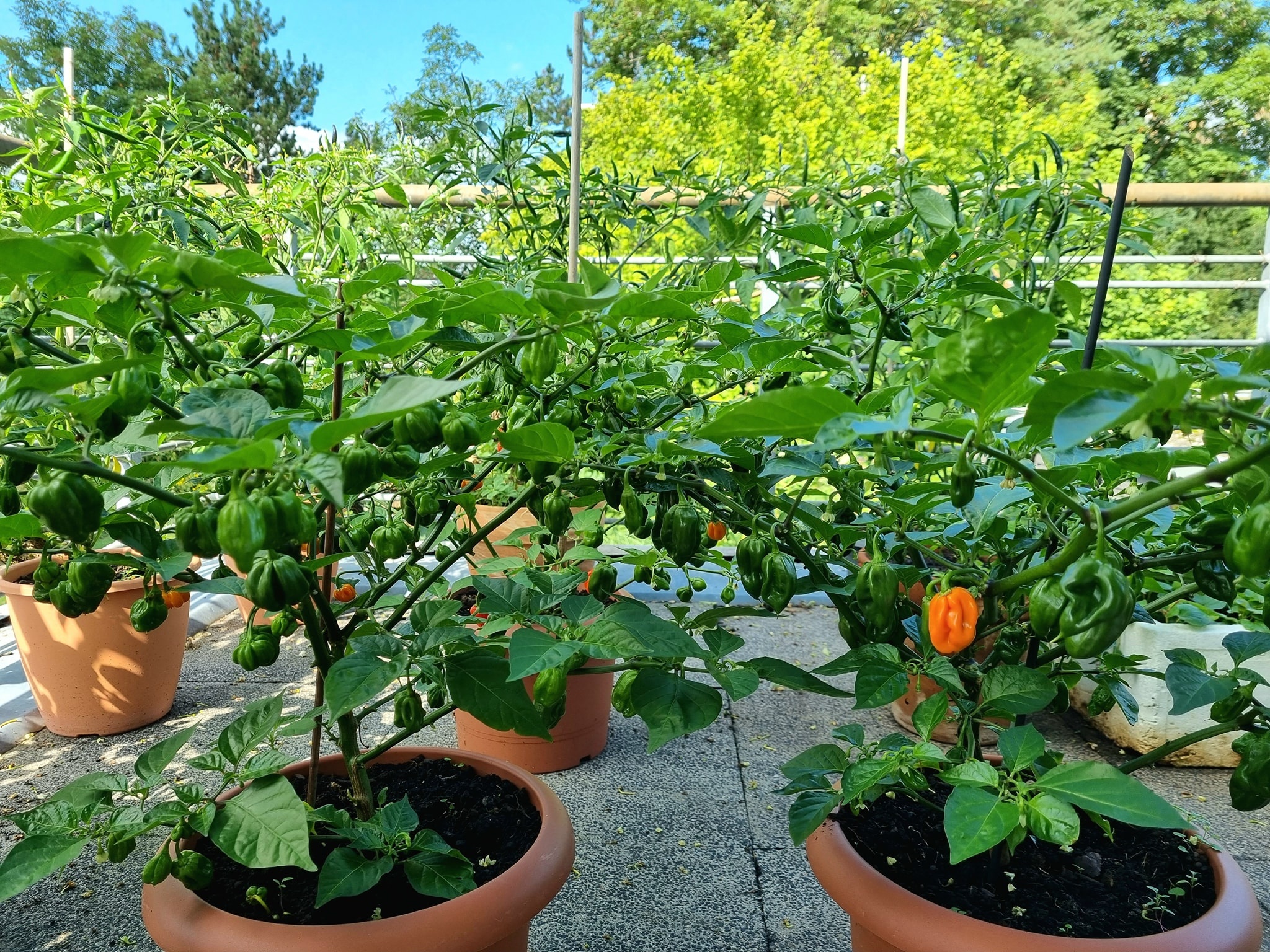 vườn rau trên ban công ảnh 4 vuon rau tren ban cong anh 4