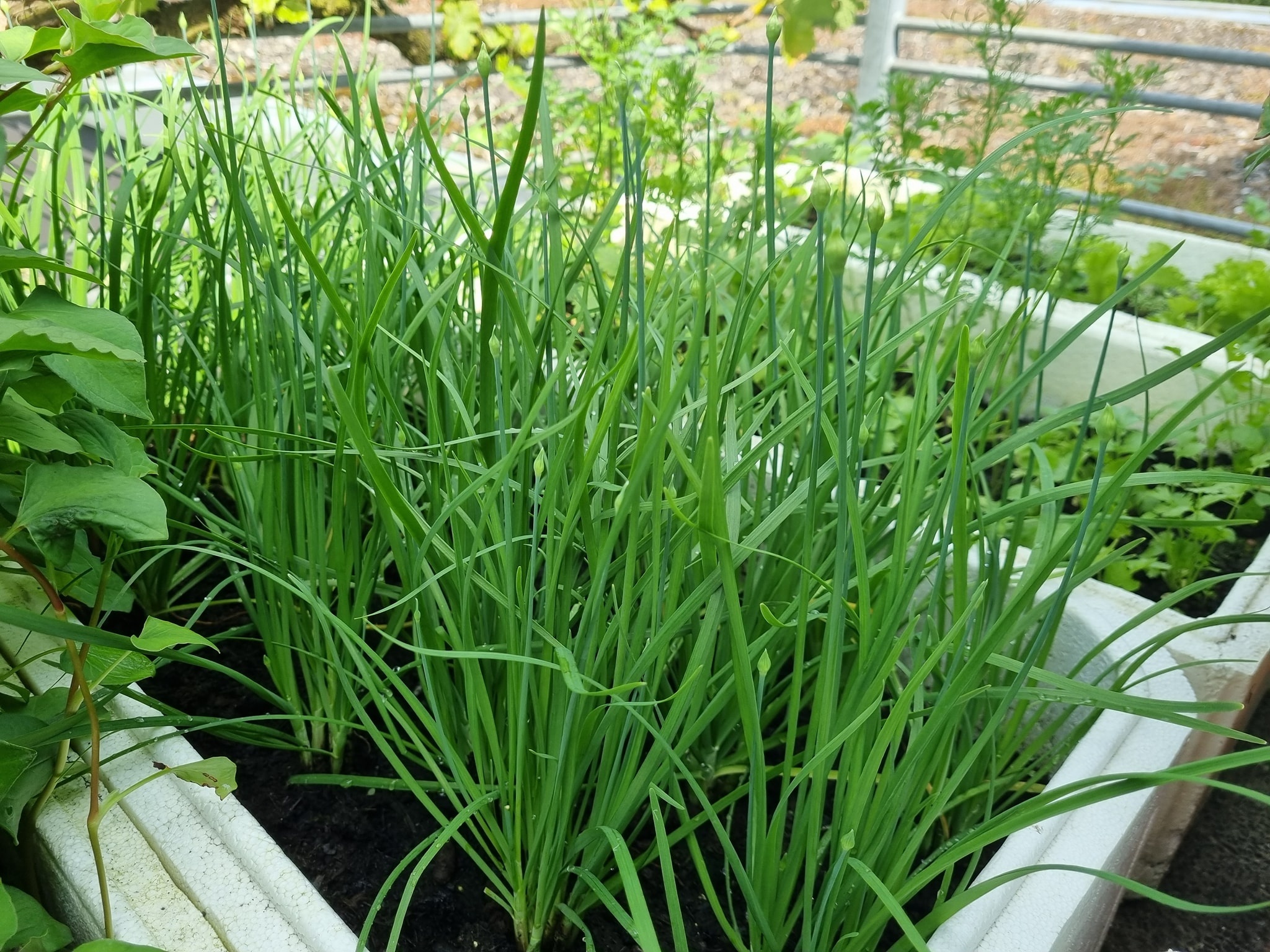 vườn rau trên ban công ảnh 5 vuon rau tren ban cong anh 5