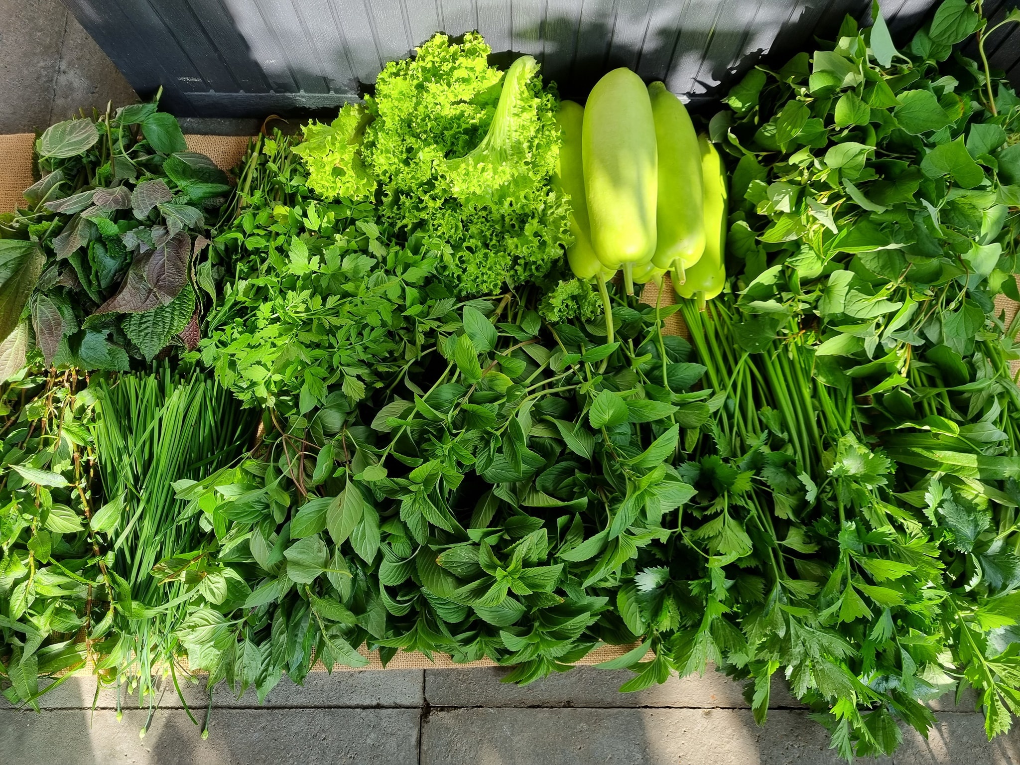 vườn rau trên ban công ảnh 6 vuon rau tren ban cong anh 6