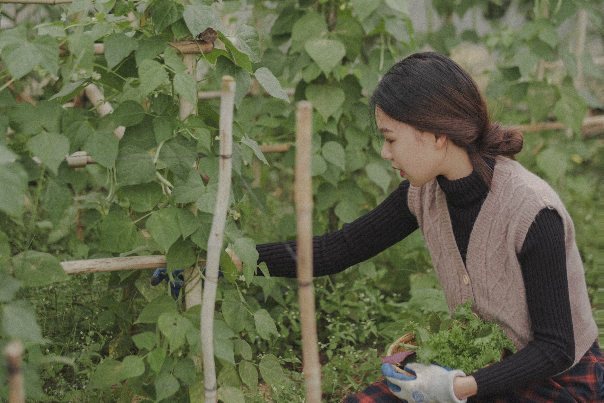 bo pho ve rung anh 13