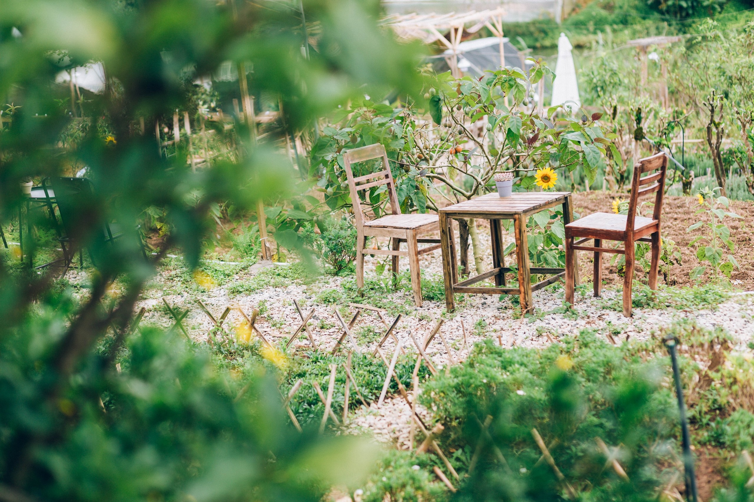 bỏ phố về rừng ảnh 11 bo pho ve rung anh 11